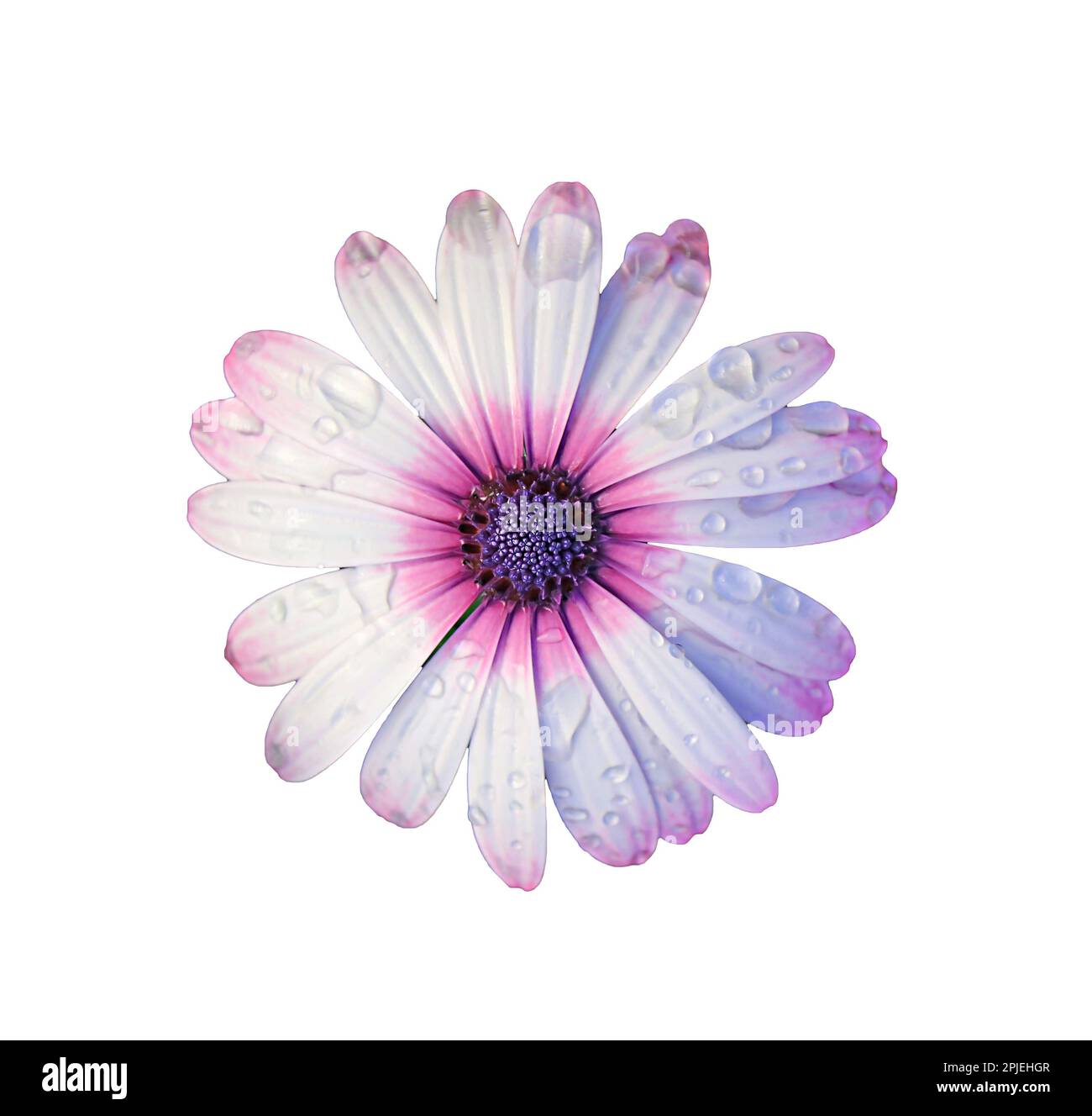 Atemberaubendes, blühendes Cape Daisy mit Regentropfen auf weißem Hintergrund Stockfoto