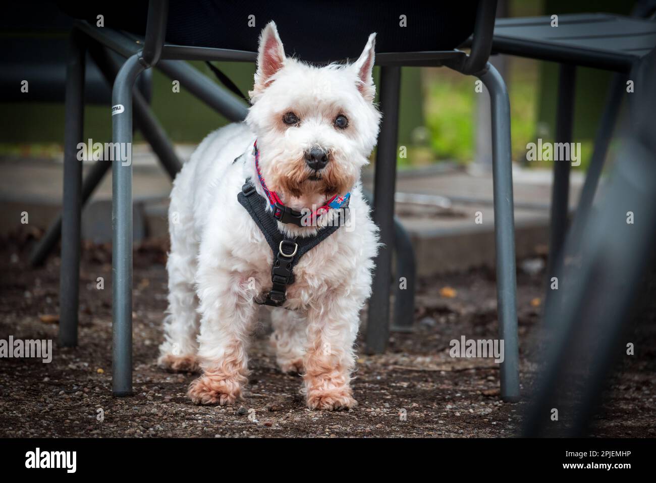 West Highland Terrier-Hund. Stockfoto