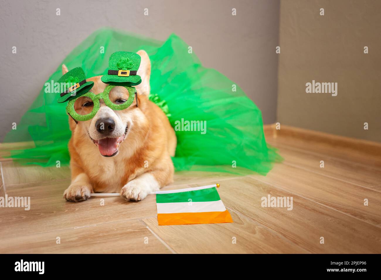 Lustiger Corgi-Hund im Kostüm, irischer Feiertag, St. Patrick's Day, Gläser, Shamrock, irische Flagge, Stockfoto