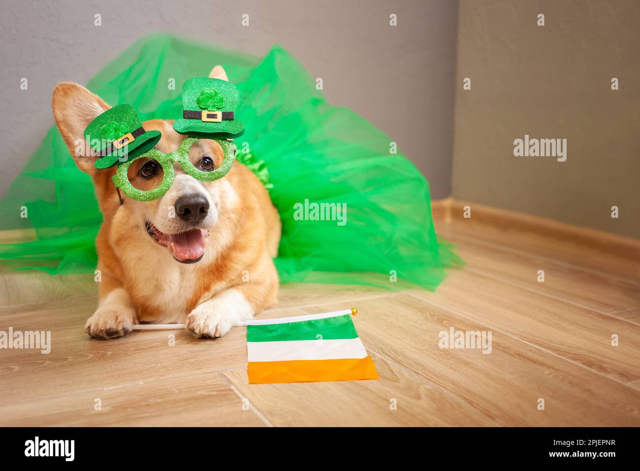 Lustiger Corgi-Hund im Kostüm, irischer Feiertag, St. Patrick's Day, Gläser, Shamrock, irische Flagge, Rock. Stockfoto