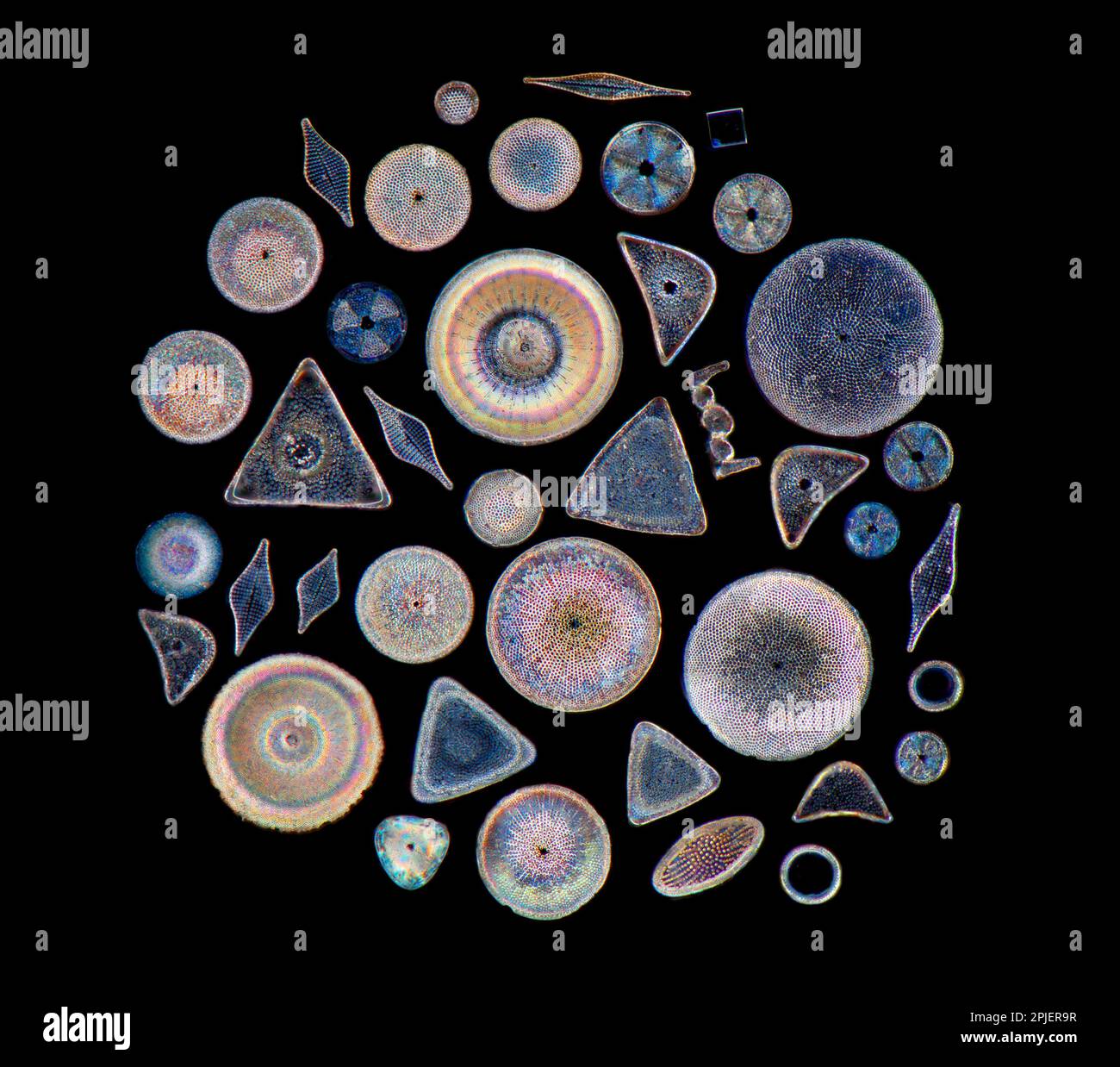 Diatom Diversity Selection, Lleiniog Bay Area of South East Anglesey, Wales, Großbritannien. Dunkelfeld-Photomikrograph Stockfoto