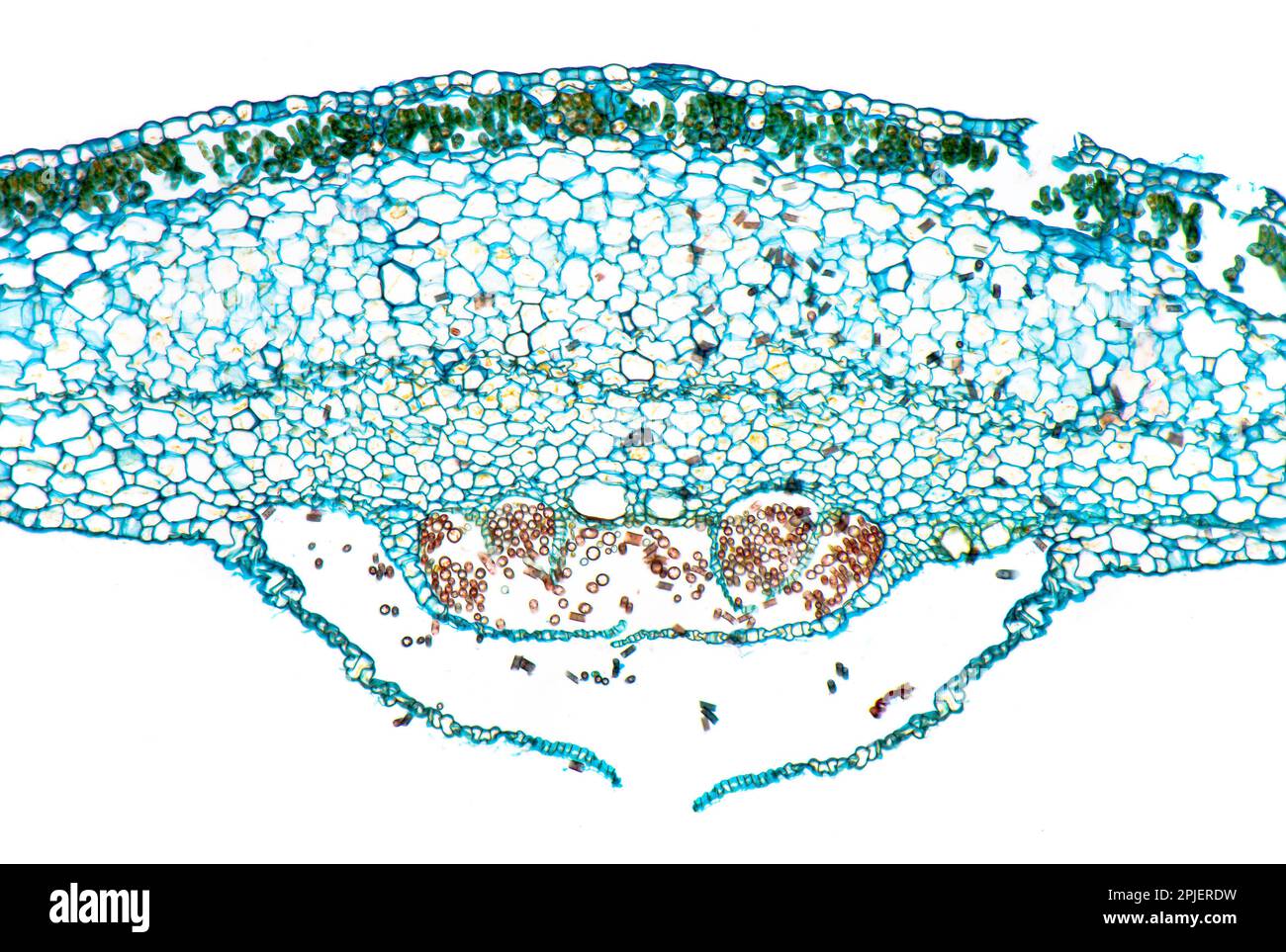 Marchantia thallus, Hellfeld-gefärbter Photomikrograph Stockfoto