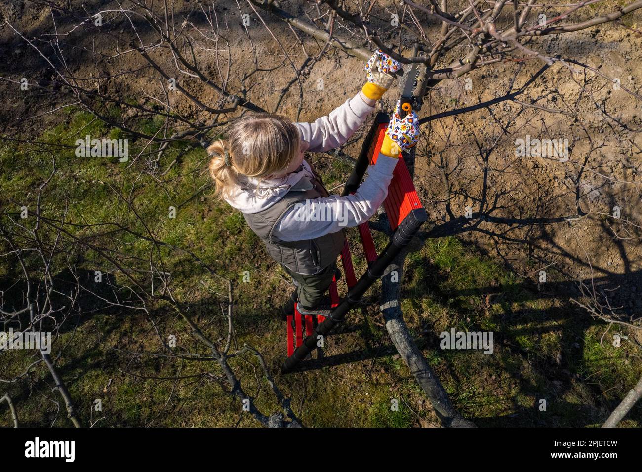 Luftaufnahme einer Frau, die Obstbäume in ihrem Garten von einer Leiter schneidet. Gartenarbeit im Frühling. Stockfoto