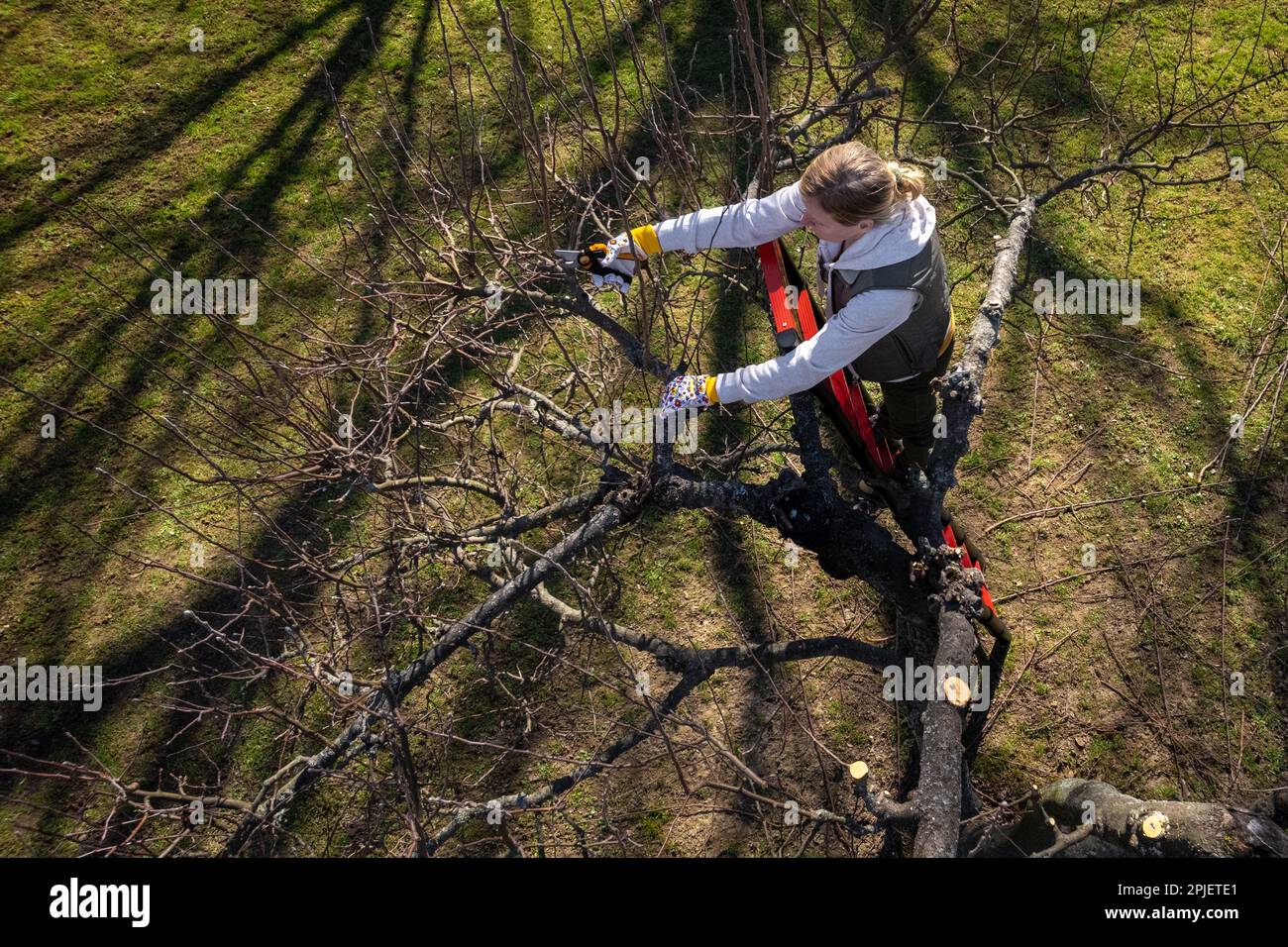 Luftaufnahme einer Frau, die Obstbäume in ihrem Garten von einer Leiter schneidet. Gartenarbeit im Frühling. Stockfoto