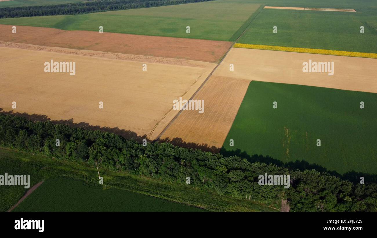 Landwirtschaftliche Felder. Gelbe und grüne landwirtschaftliche Felder mit reifem Weizen und anderen landwirtschaftlichen Kulturen. Draufsicht. Ernte von Agrarland. Anbau landwirtschaftlicher Kulturpflanzen. Stockfoto