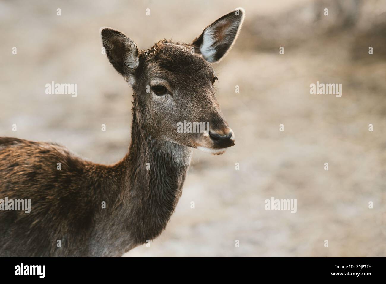 Hirschporträt wildes Tier brachliegende Wiese, Dama dama. Natur im Freien Stockfoto