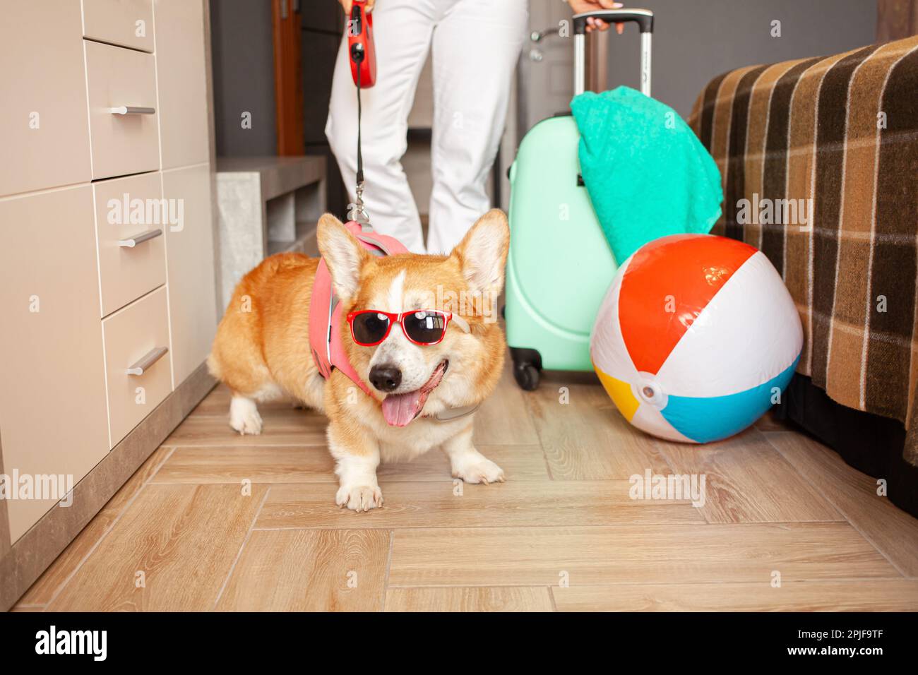 Verschwommener Hund bereitet sich auf den Urlaub vor, packt Sachen, Koffer, coole lustige Corgi in Sonnenbrille, pinkfarbene Schwimmweste. Aufblasbarer Ball, Sommer, Tour nach Stockfoto