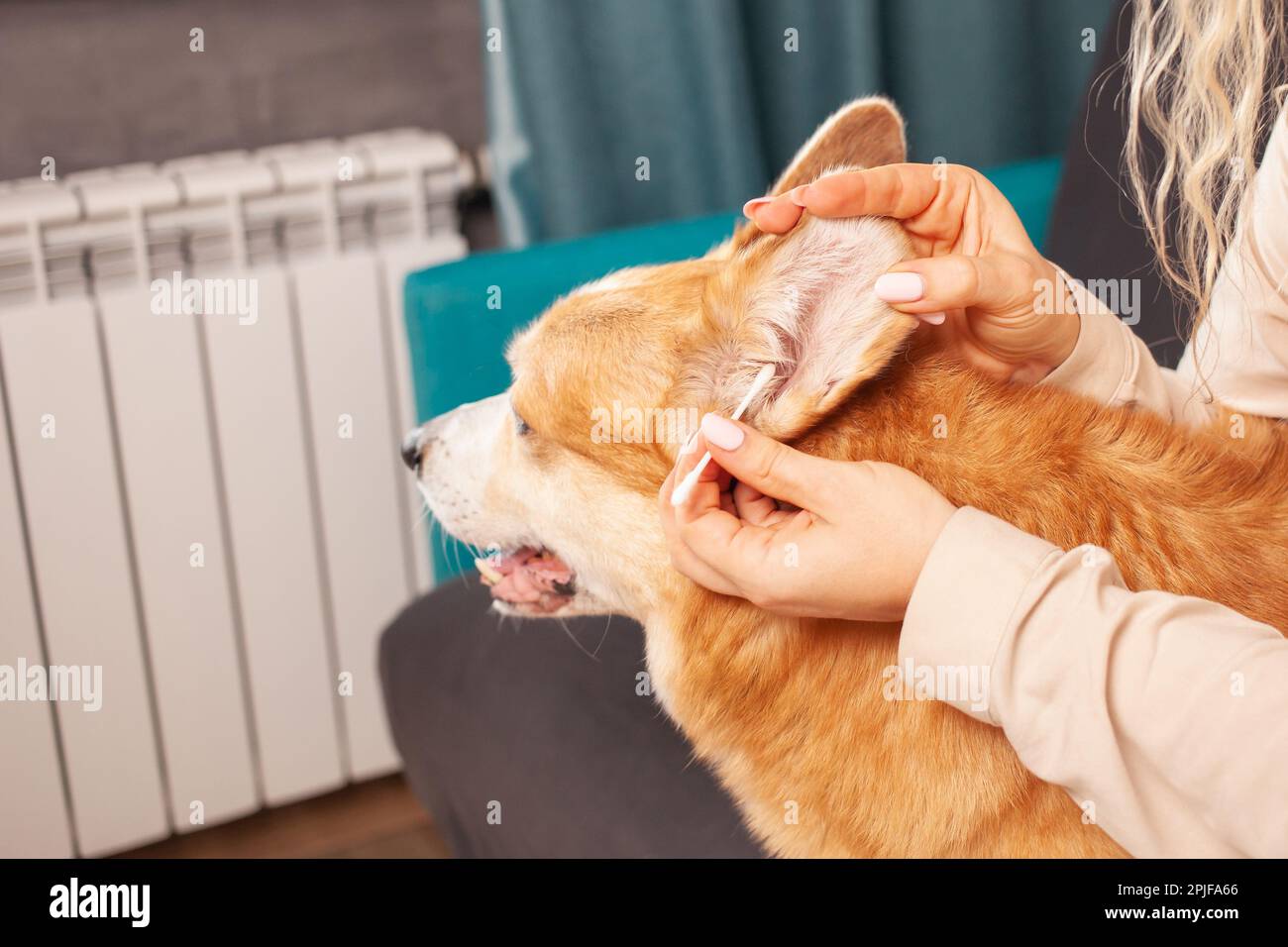 Frau reinigt Ohren von Corgi-Hunden mit Wattestäbchen, Hygiene, Pflege und Pflege von Haustieren. Stockfoto