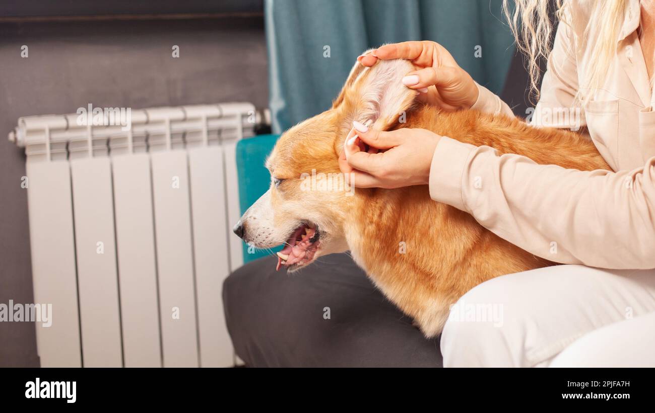 Frau reinigt Ohren von Corgi-Hunden mit Wattestäbchen, Hygiene, Pflege und Pflege von Haustieren. Komisch Stockfoto