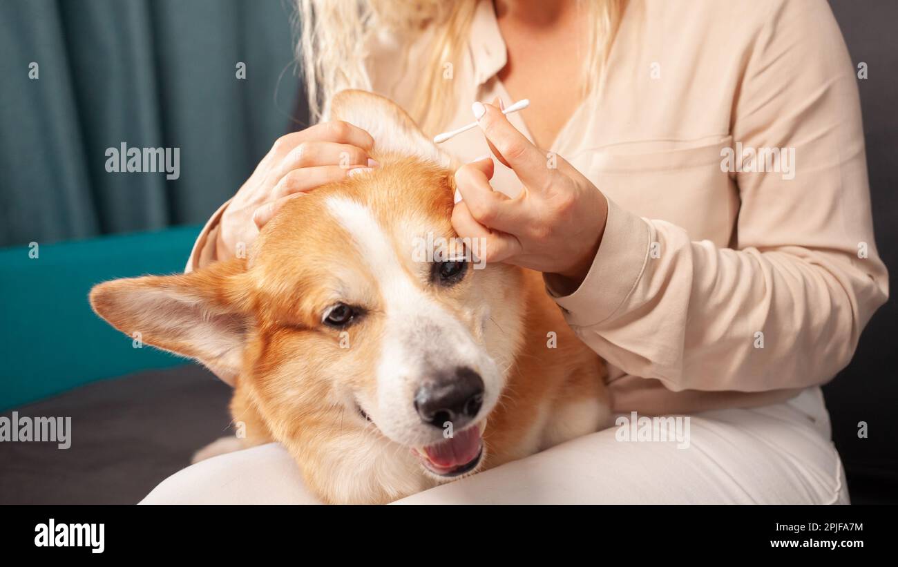 Frau reinigt Ohren von Corgi-Hunden mit Wattestäbchen, Hygiene, Pflege und Pflege von Haustieren. Porträt Stockfoto