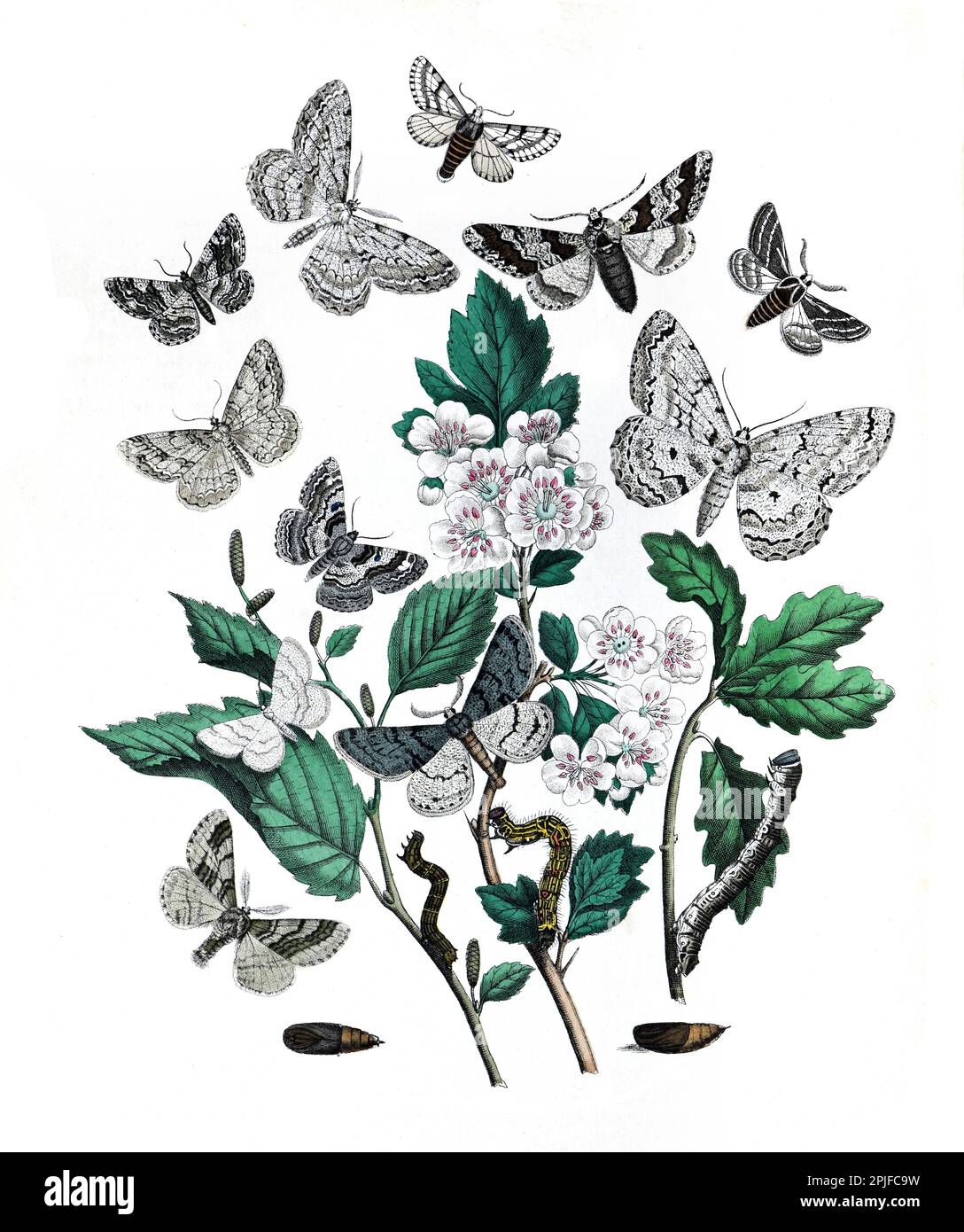 Lepidoptera Illustration. Schmetterlings-Poster. Schmetterlinge mit klassischem Textilmuster. Schmetterlinge mit altem Muster. Botanische Schmetterlinge. Vintage-Schmetterlinge Stockfoto
