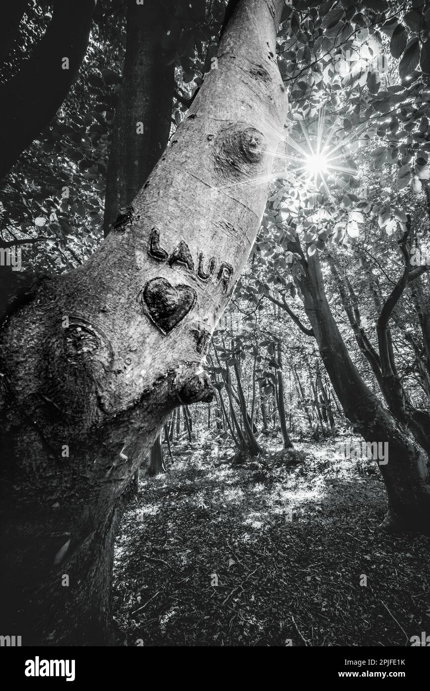 Waldlandschaft an der Küste mit knutschigen Bäumen in der Nähe von Domburg in Zeeland, einer Provinz in den Niederlanden im Sommer Stockfoto