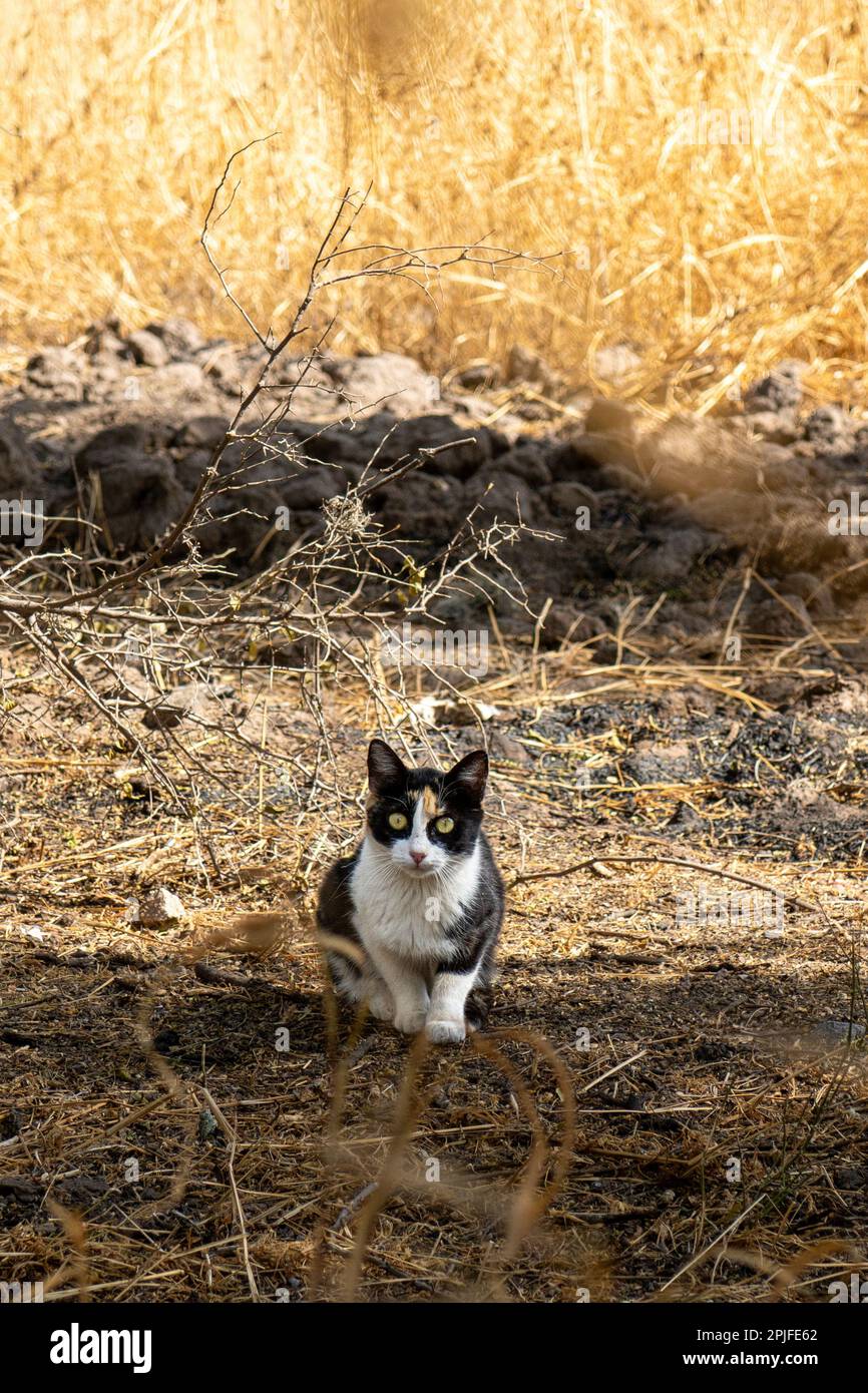 Eine schwarz-weiße Katze sitzt auf einem Feld. Stockfoto