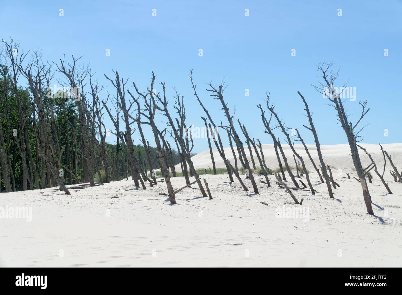 Toter Wald auf der Lacka-Düne im Slowiński-Nationalpark, Leba, Polen. Wanderung durch Sanddünen, die den Wald absorbieren. Sonniger Sommertag, Sand und blaue Stange Stockfoto