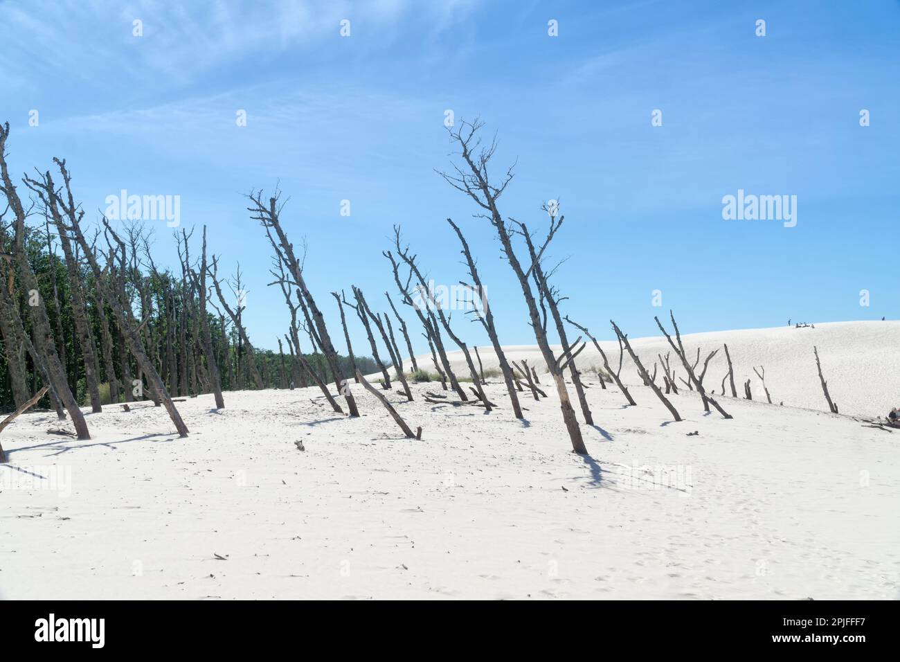 Toter Wald auf der Lacka-Düne im Slowiński-Nationalpark, Leba, Polen. Wanderung durch Sanddünen, die den Wald absorbieren. Sonniger Sommertag, Sand und blaue Stange Stockfoto