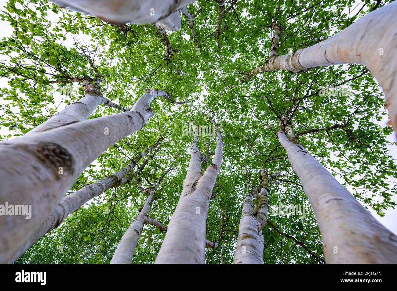 Hampstead Pergola, The Hill Garden, Hill House, Inverforth Close Stockfoto