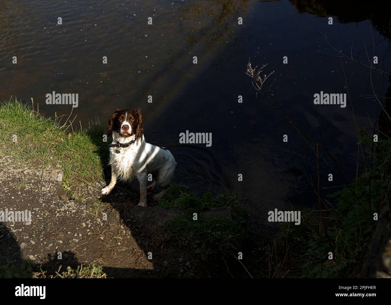 Englischer springer-Spaniel wartet auf Befehle am Flussufer Stockfoto