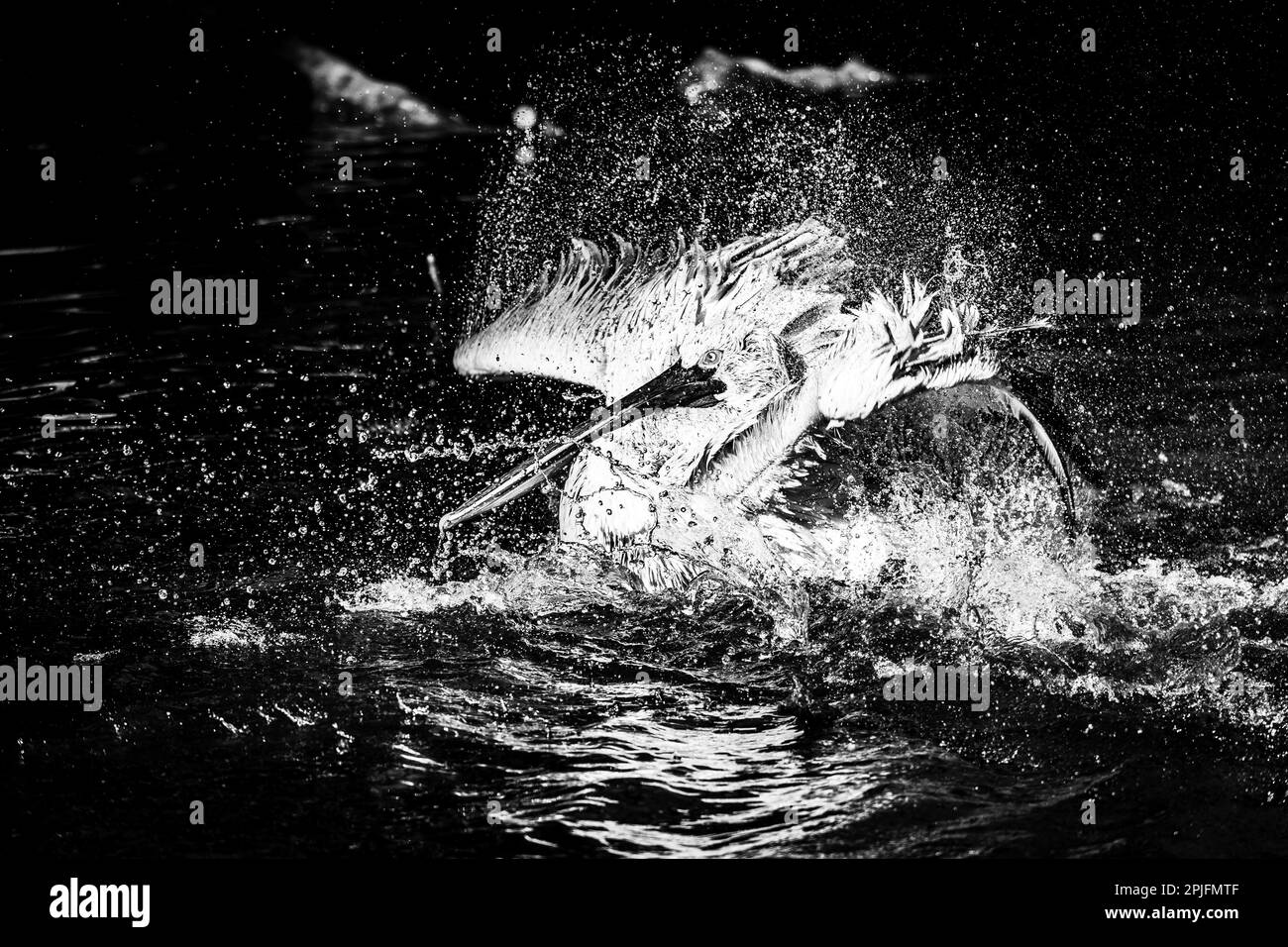 Ein schwarz-weißes Porträt eines amerikanischen weißen Pelikans, der seine Flügel im Wasser eines Sees flattert und sich selbst reinigt und wäscht Stockfoto