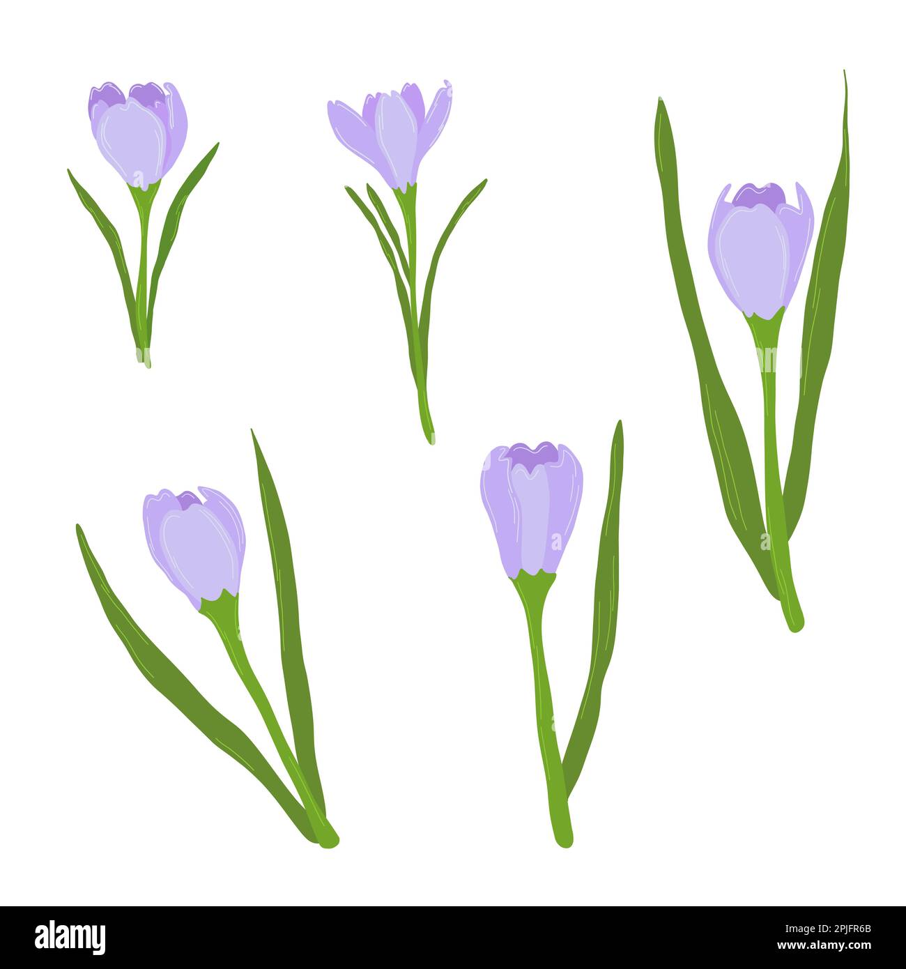 Die violetten Crocus-Blüten auf Weiß Stock Vektor