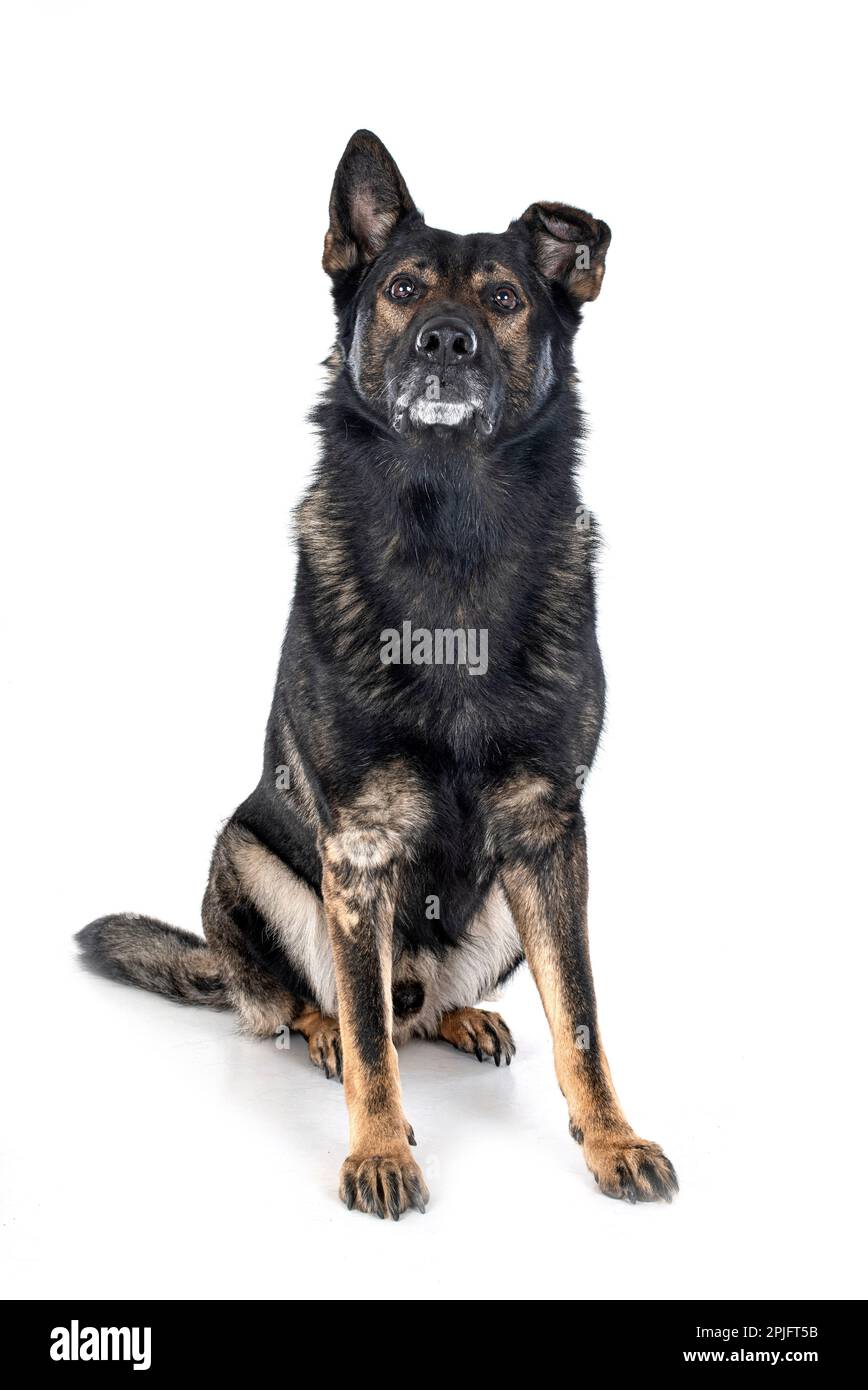 Schäferhund vor weißem Hintergrund Stockfoto
