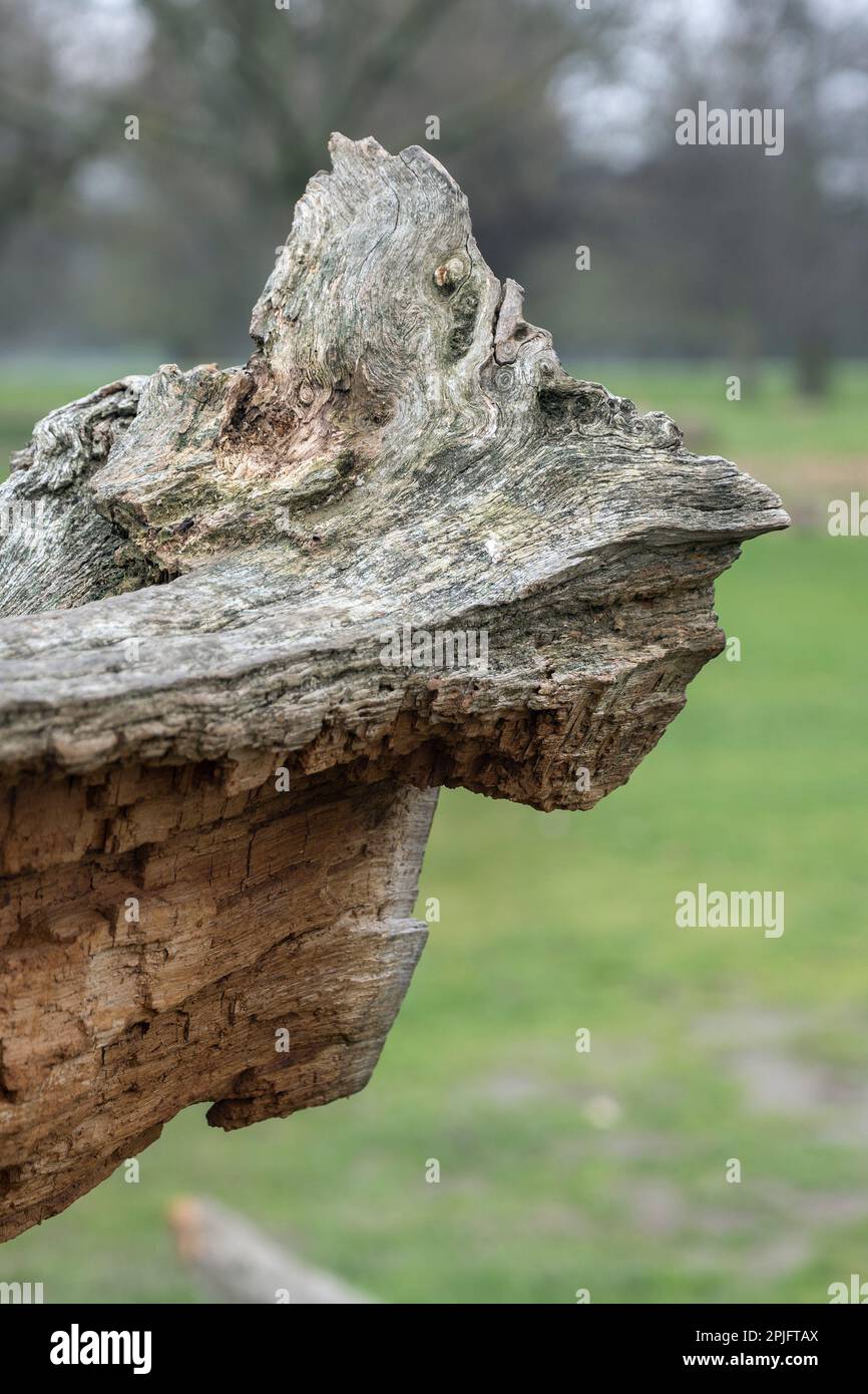 Hässliche verrottende Baumstümpfe Natur künstlerische Berührung Stockfoto