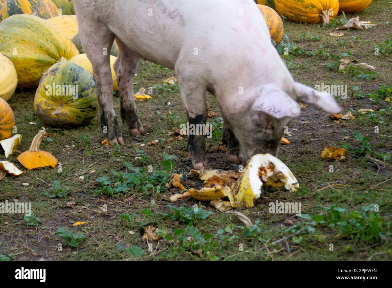 Schweine, die auf einer Wiese in einem Bio-Fleischbetrieb fressen. Unschärfe-Schwein auf dem Bauernhof, das Kürbisse isst. Glückliche Schweine auf der Schweinefarm. Ferkel. Unscharf. Stockfoto
