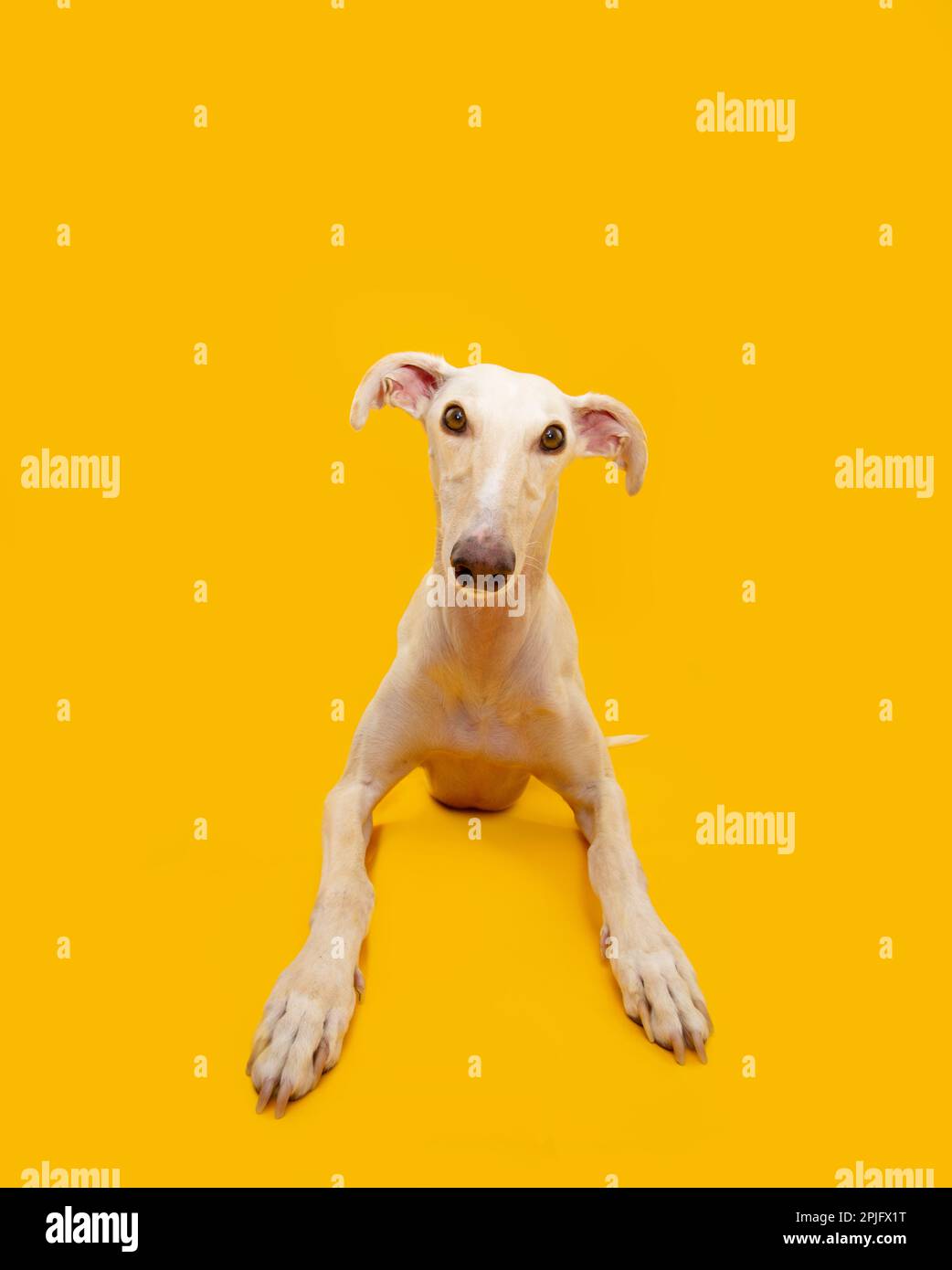 Ein spanischer Windhund im Porträt, der sich hinlegte und in die Kamera schaute. Isoliert auf gelbem Hintergrund Stockfoto