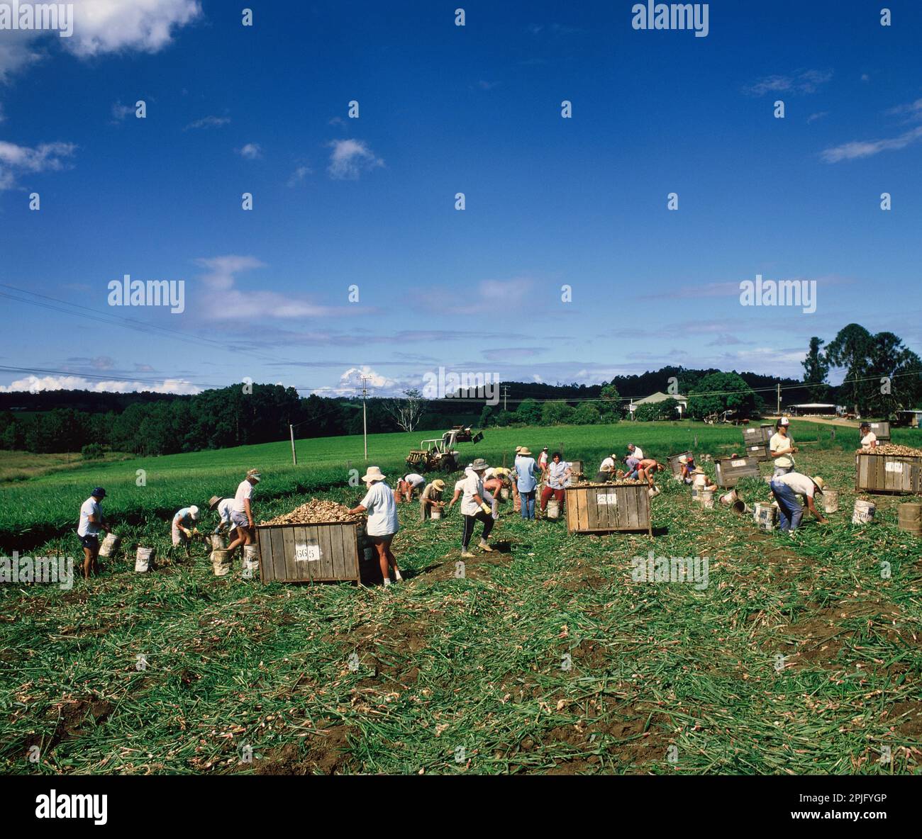 Australien. Queensland. Sunshine Coast. Landwirtschaft. Ingwerplantage. Ernte. Stockfoto