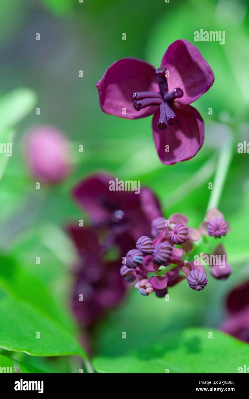 Blumen auf einer Schokoladenrebe, akebia quinata, eine Kletterpflanze, die schattig tanzt. Anna Watson/Alamy Stockfoto