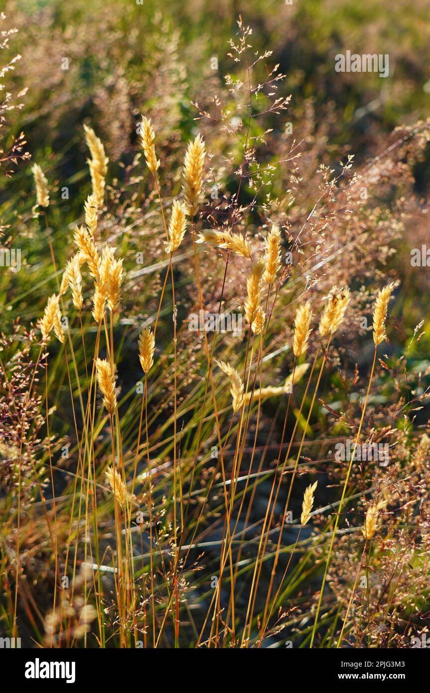 Nahaufnahme von hinterleuchteten grassäugigen gelben Stacheln auf einem Feld im Sommer Stockfoto