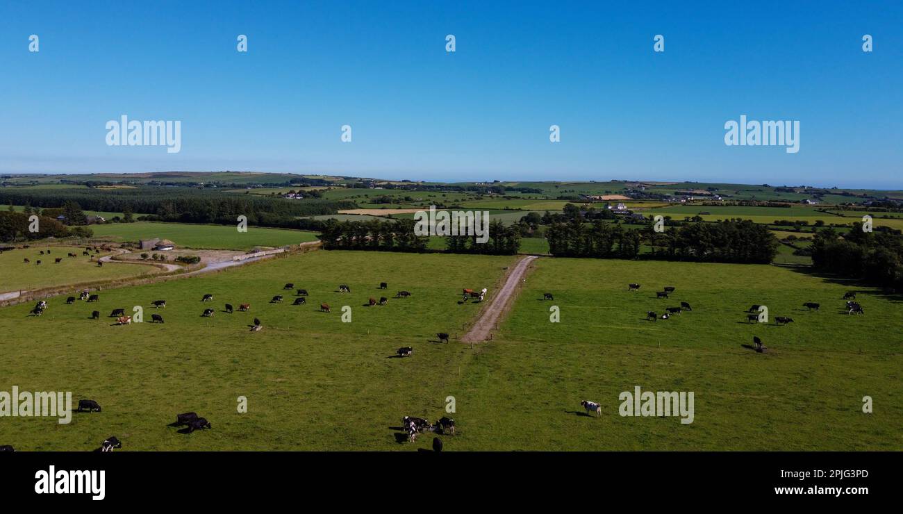 Malerische Bauernhöfe im Süden Irlands unter blauem Himmel an einem sonnigen Sommertag. Tiere auf der Weide. Landschaftsbau. Viehzucht Stockfoto