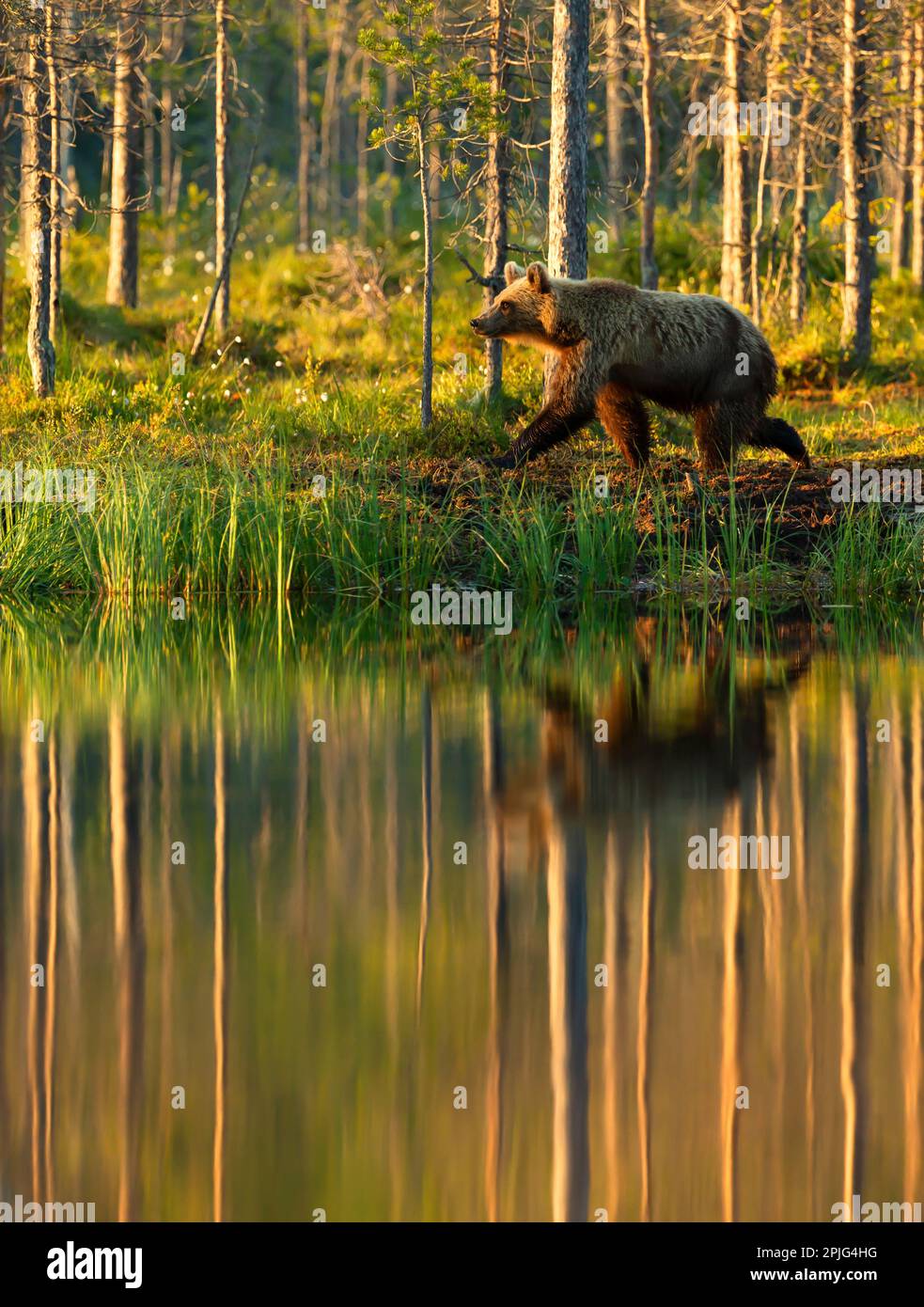 Eurasischer Braunbär, der im Herbst in Finnland an einem Teich in einem Wald vorbeiläuft. Stockfoto