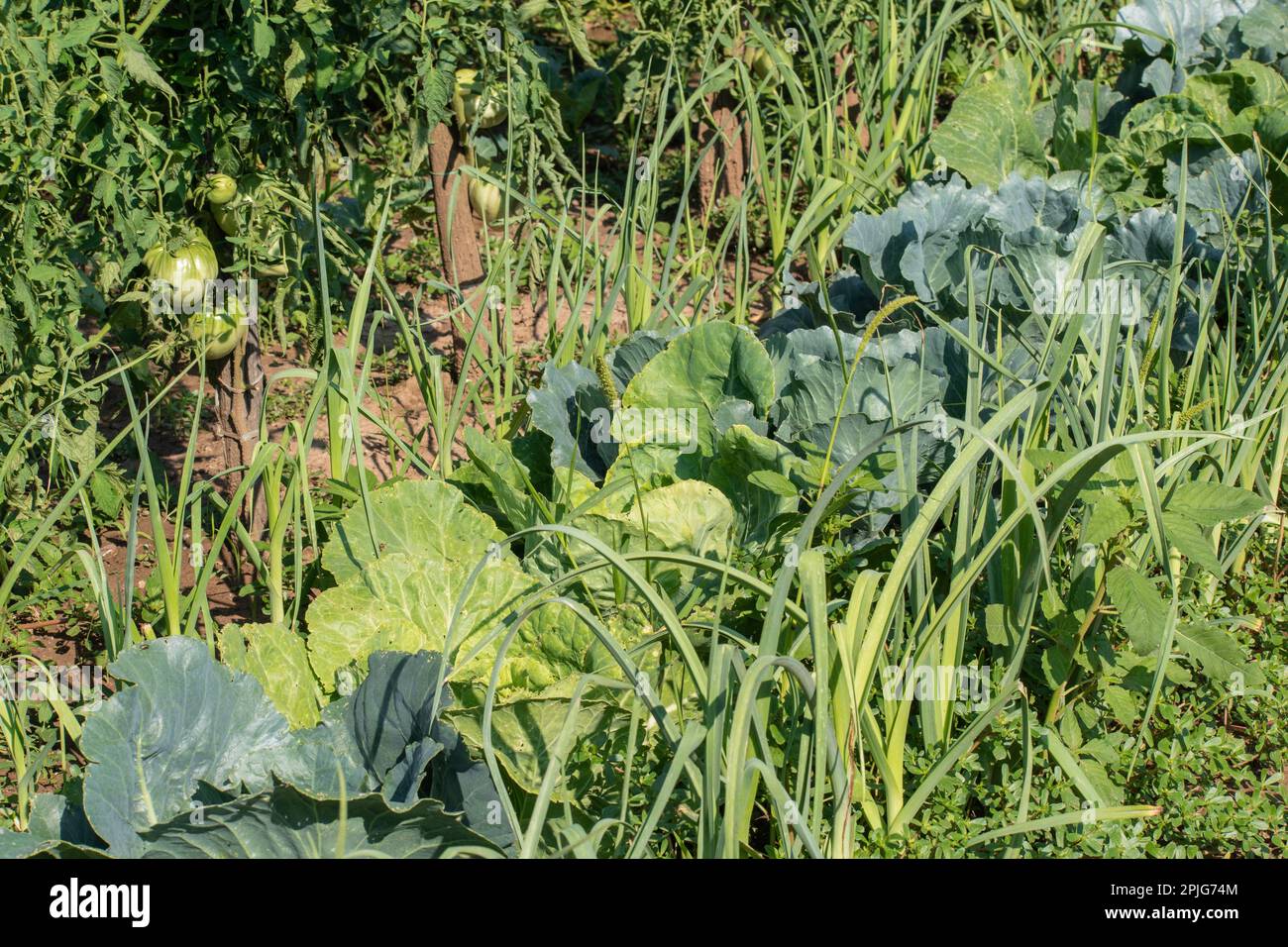 Kleiner Gemüsegarten mit Lauch, Kohl und Tomaten Stockfoto