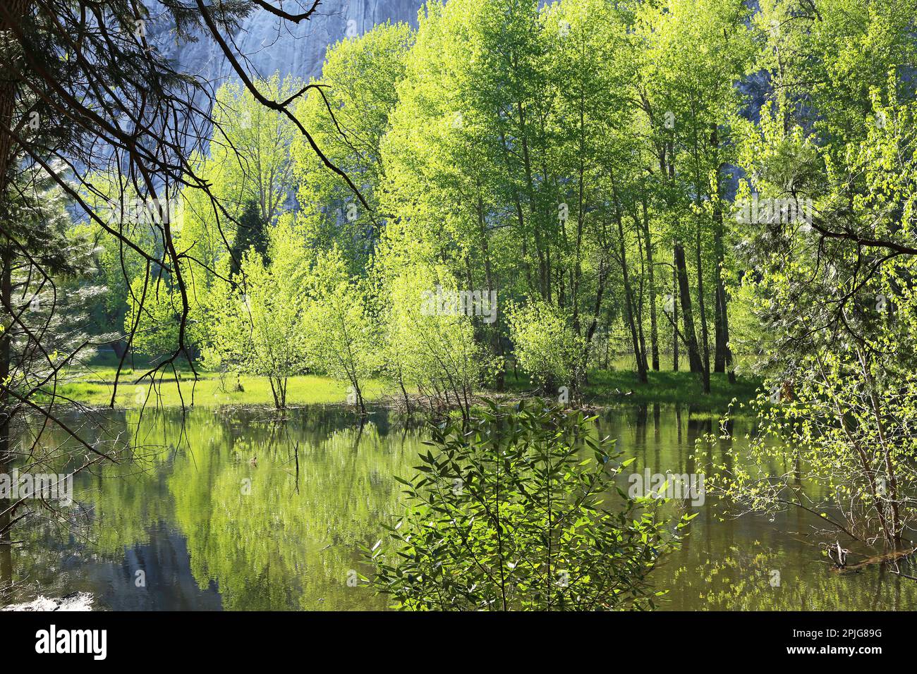 Trees on Merced River – Yosemite-Nationalpark, Kalifornien Stockfoto