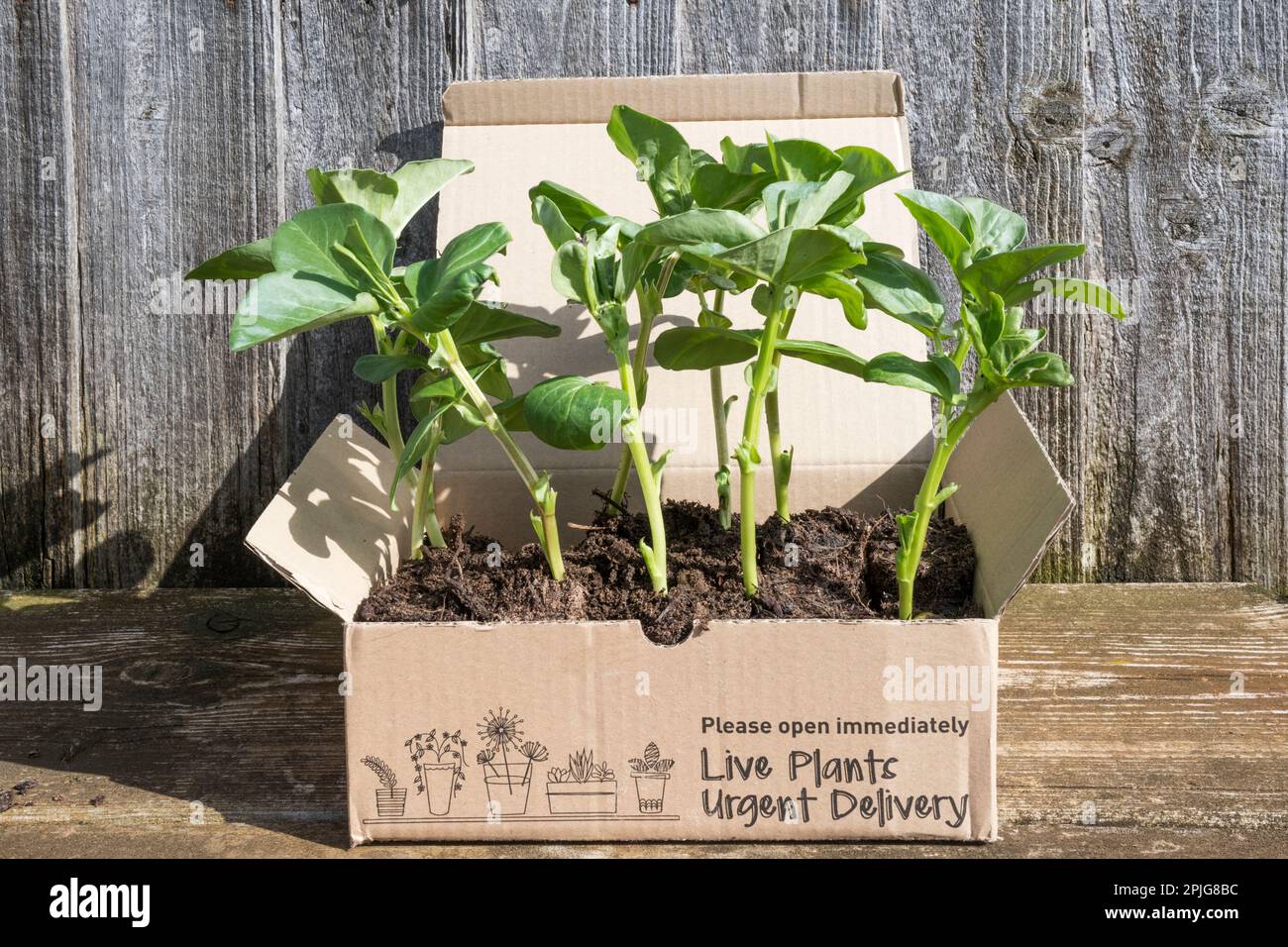 Pflanzen mit breiten Bohnen wachsen in einer Box, die mit „lebende Pflanzen dringend“ gekennzeichnet ist. Pflanzen nach dem Konzept. Stockfoto