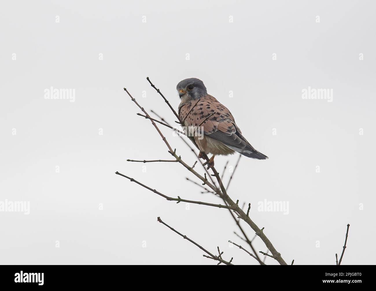 Eine klare Aufnahme eines wunderschönen männlichen Kestrel ( Falco tinnuculus ), der auf der Suche nach seiner nächsten Mahlzeit an einem Baum sitzt . Suffolk, Großbritannien. Stockfoto