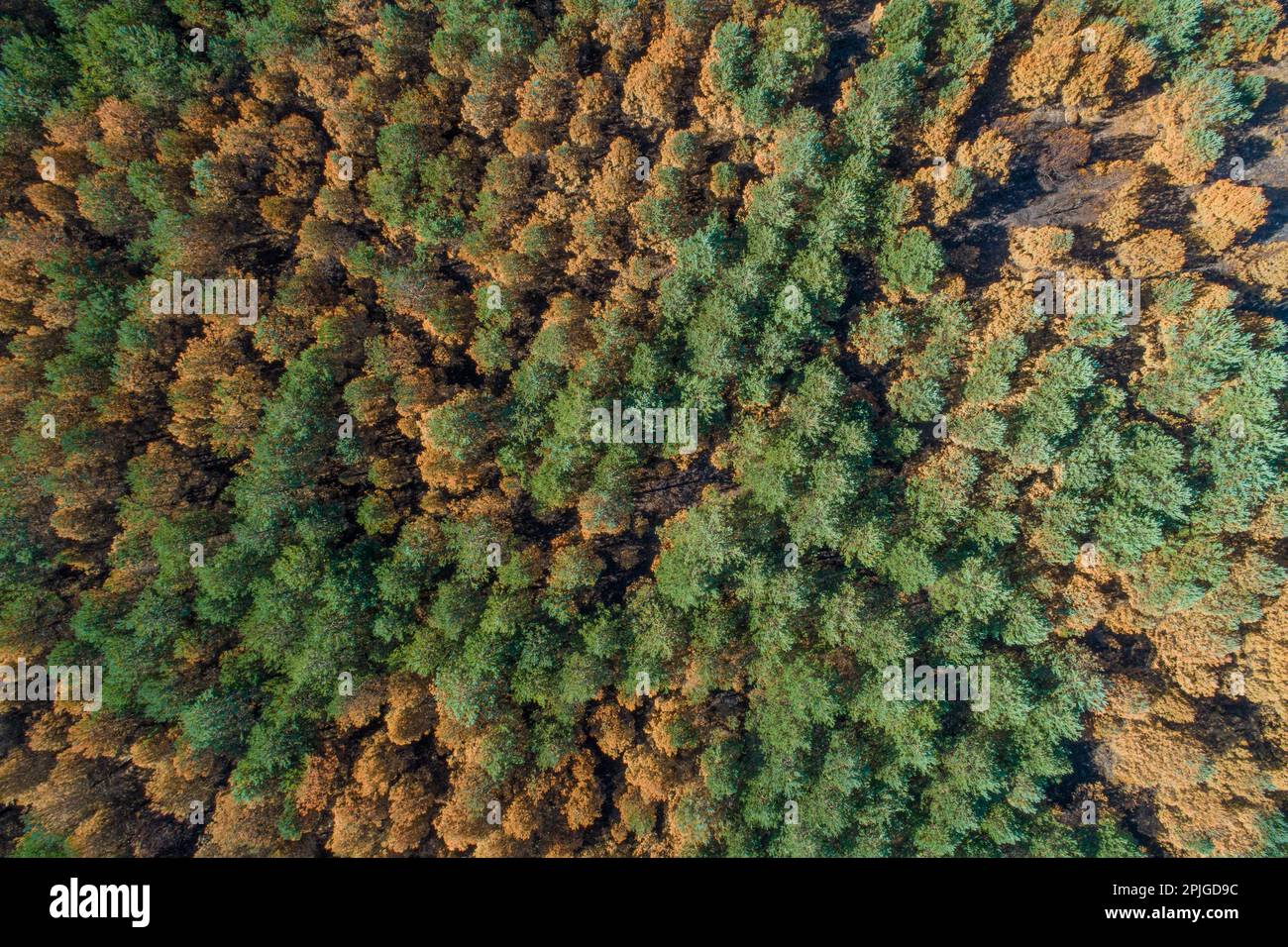 Drohnenansicht eines von Waldbränden betroffenen Kiefernwaldes aus der Vogelperspektive Stockfoto