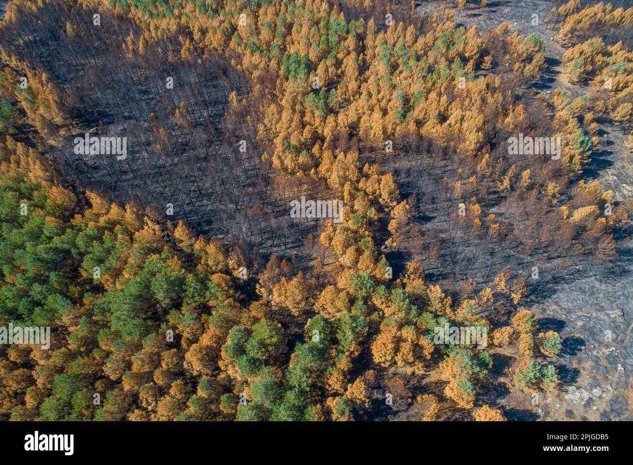Drohnenansicht eines von Waldbränden betroffenen Kiefernwaldes aus der Vogelperspektive. Stockfoto
