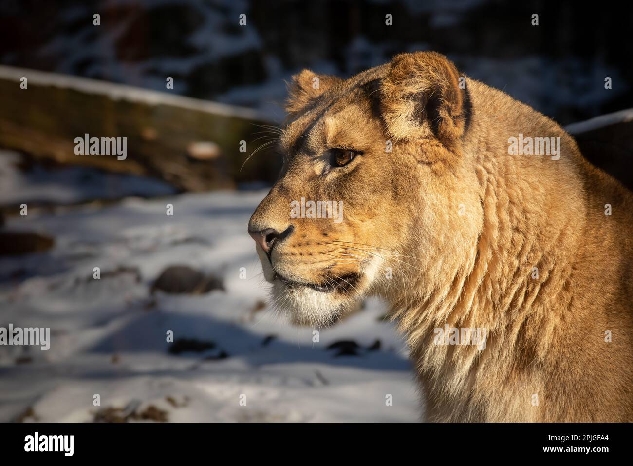 Lioness Portrait im Winterzoo. Nahaufnahme von Weiblicher Löwe mit Schnee im Zoologischen Garten. Stockfoto