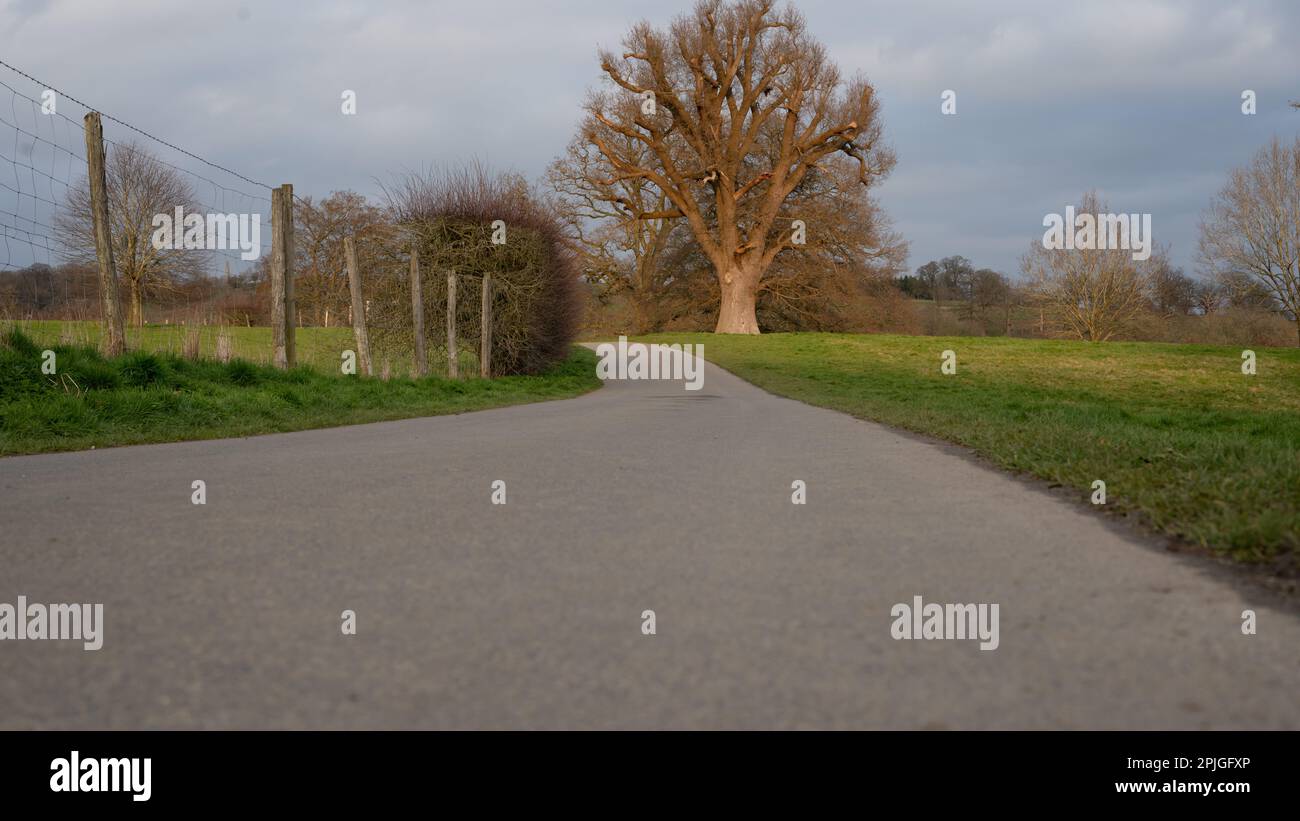 Asphaltpfad im Eastnor Castle Park mit grünem Gras und einer alten großen Eiche. Stockfoto