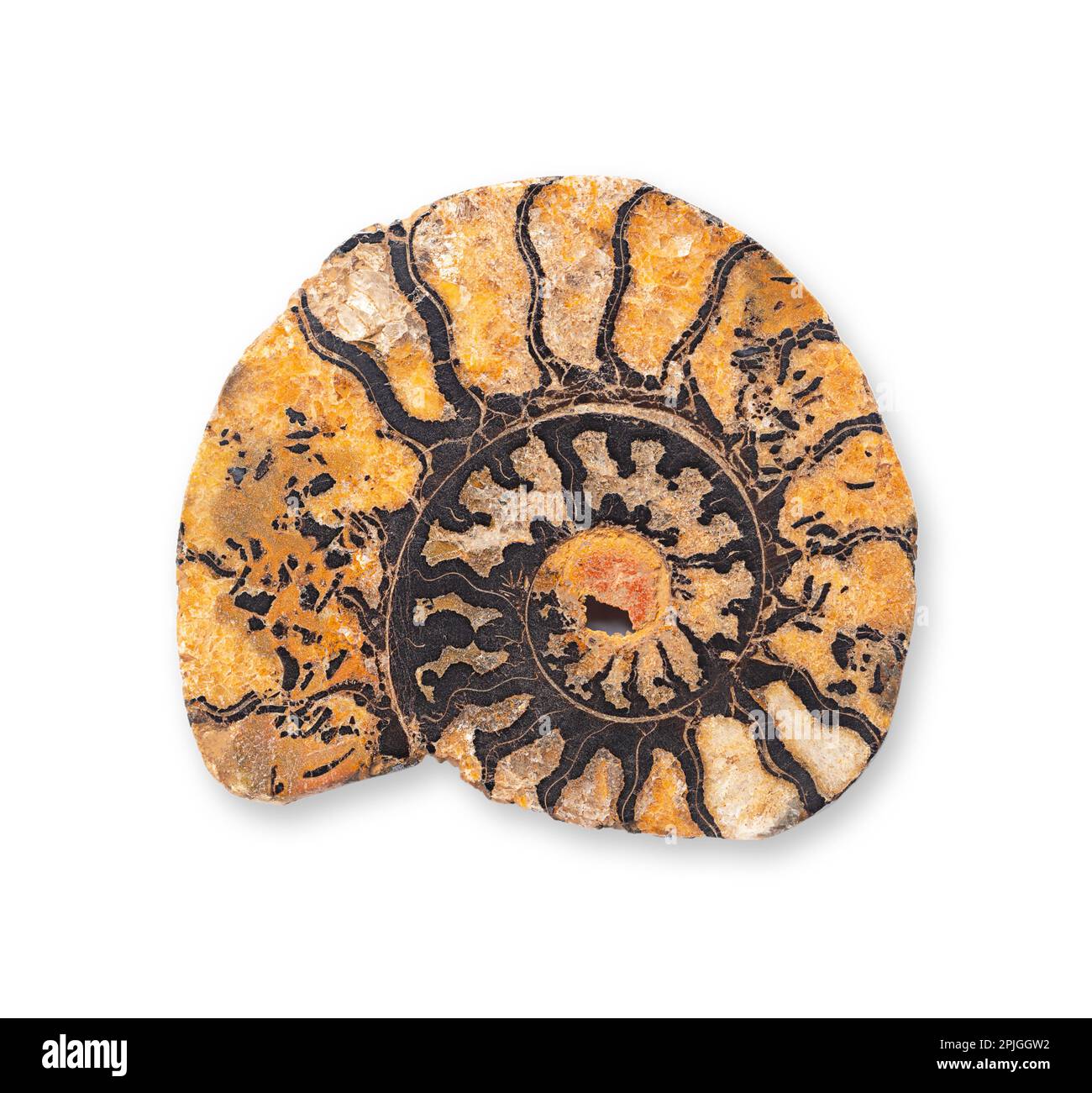 Ammonit-Längsschnitt. Sagittaler Schnitt durch eine spiralförmige Fossilienschale eines ausgestorbenen Meeres-Weichtieres, der die inneren Kammern offenbart. Stockfoto
