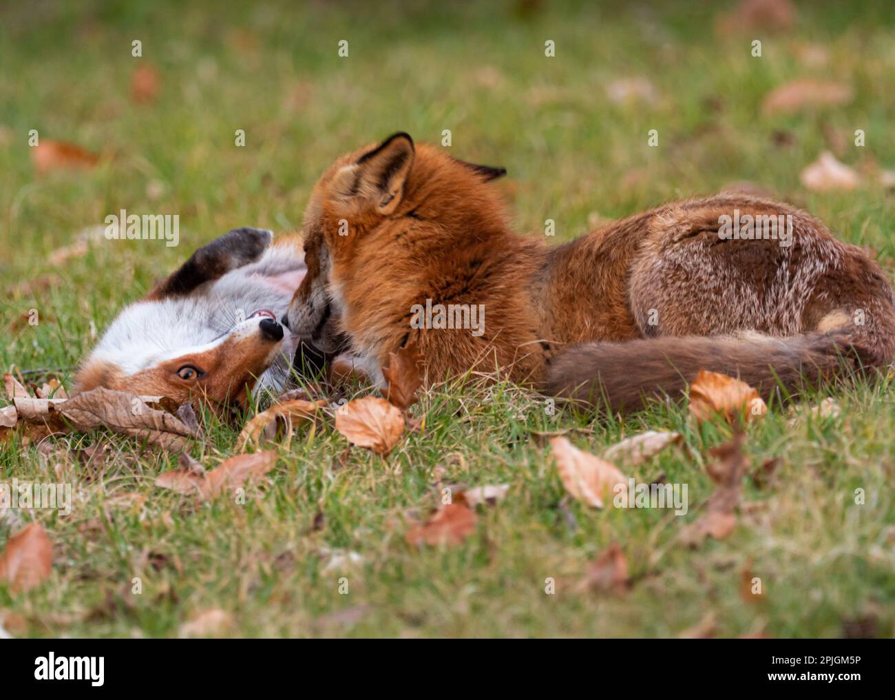 Berlin, Deutschland. 01. März 2023. 01.03.2023, Berlin. Ein männlicher Fuchs (Vulpes vulpes) und eine weibliche (l) tauschen Delikatessen auf einer Wiese im Botanischen Garten aus. Die deutsche Hauptstadt beherbergt viele Füchse, die hier eine große Auswahl an Speisen finden. Sie sind tagsüber oft genauso aktiv wie nachts, und ihr Verhalten und ihre Gewohnheiten unterscheiden sich jetzt stark von ihren Verwandten auf dem Land. Kredit: Wolfram Steinberg/dpa Kredit: Wolfram Steinberg/dpa/Alamy Live News Stockfoto