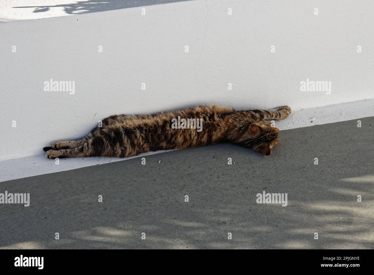 Eine Katze dehnt sich in der Nähe eines Restaurants in Oia, Santorini, Griechenland Stockfoto