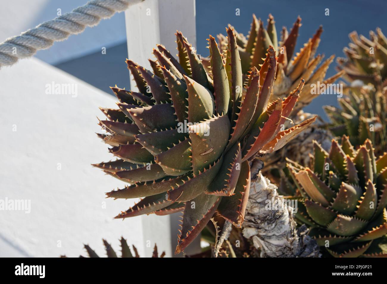 Nahaufnahme einer Aloe-Fabrik in Oia, Santorin, Griechenland Stockfoto