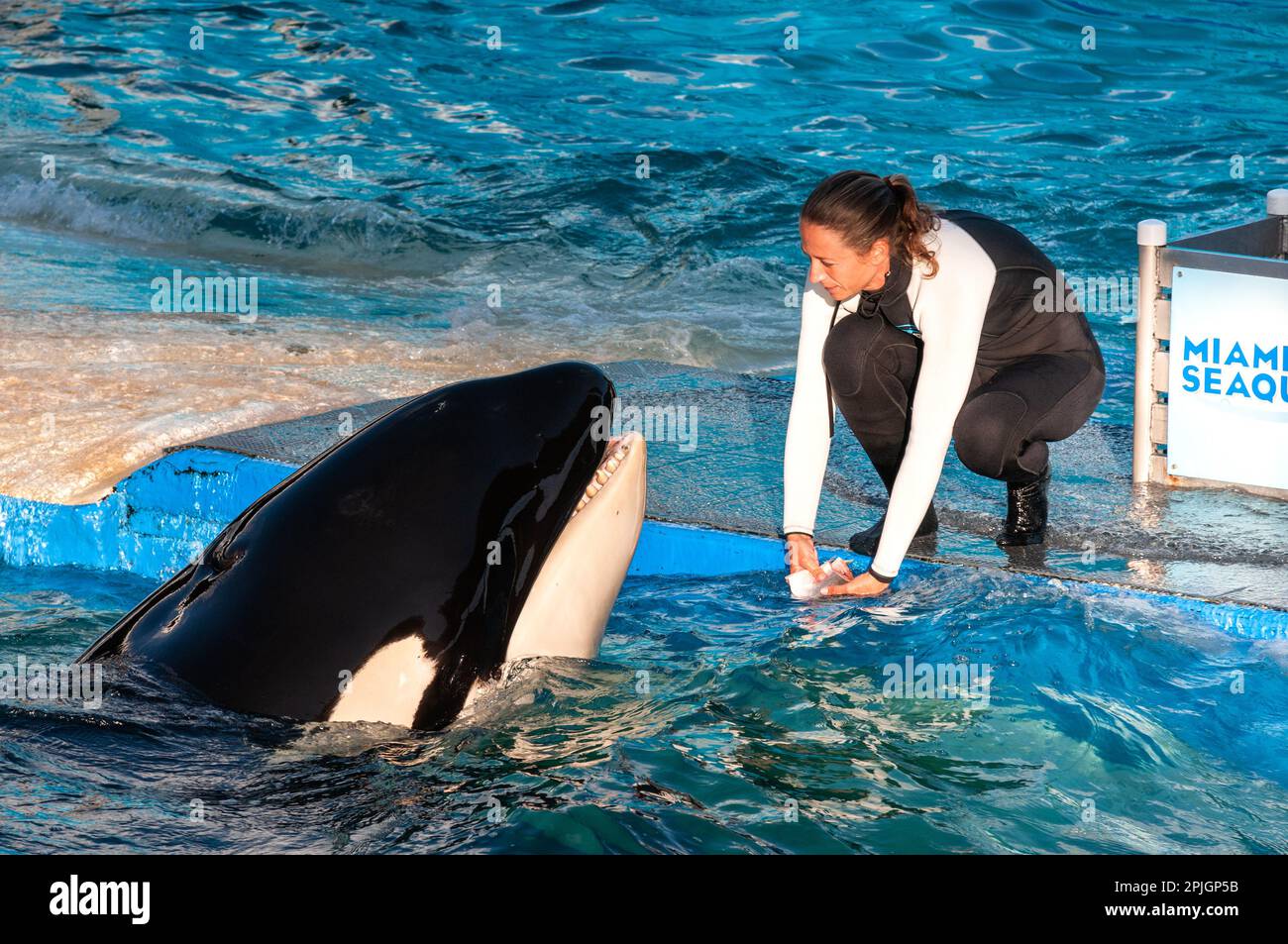 MIAMI US - 24. JANUAR 2014 : Lolita, der Killerwal im Miami Seaquarium. Gegründet im Jahr 1955, das älteste Ozeanarium der Vereinigten Staaten, das Fazil Stockfoto