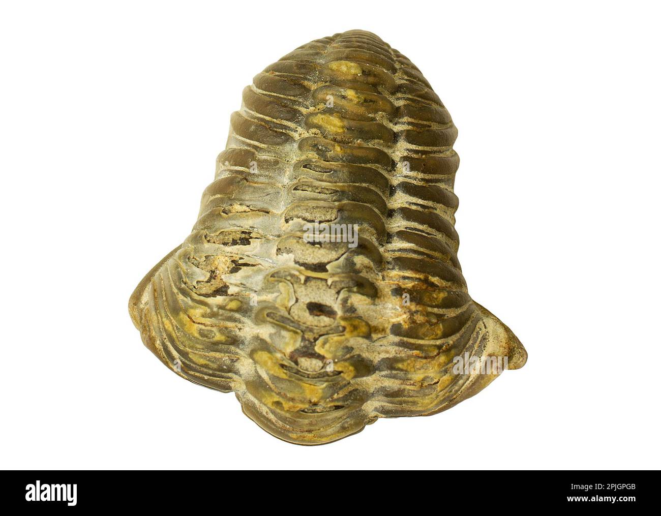 Trilobitfossil, Flexicalymene meeki, vor weißem Hintergrund isoliert Stockfoto