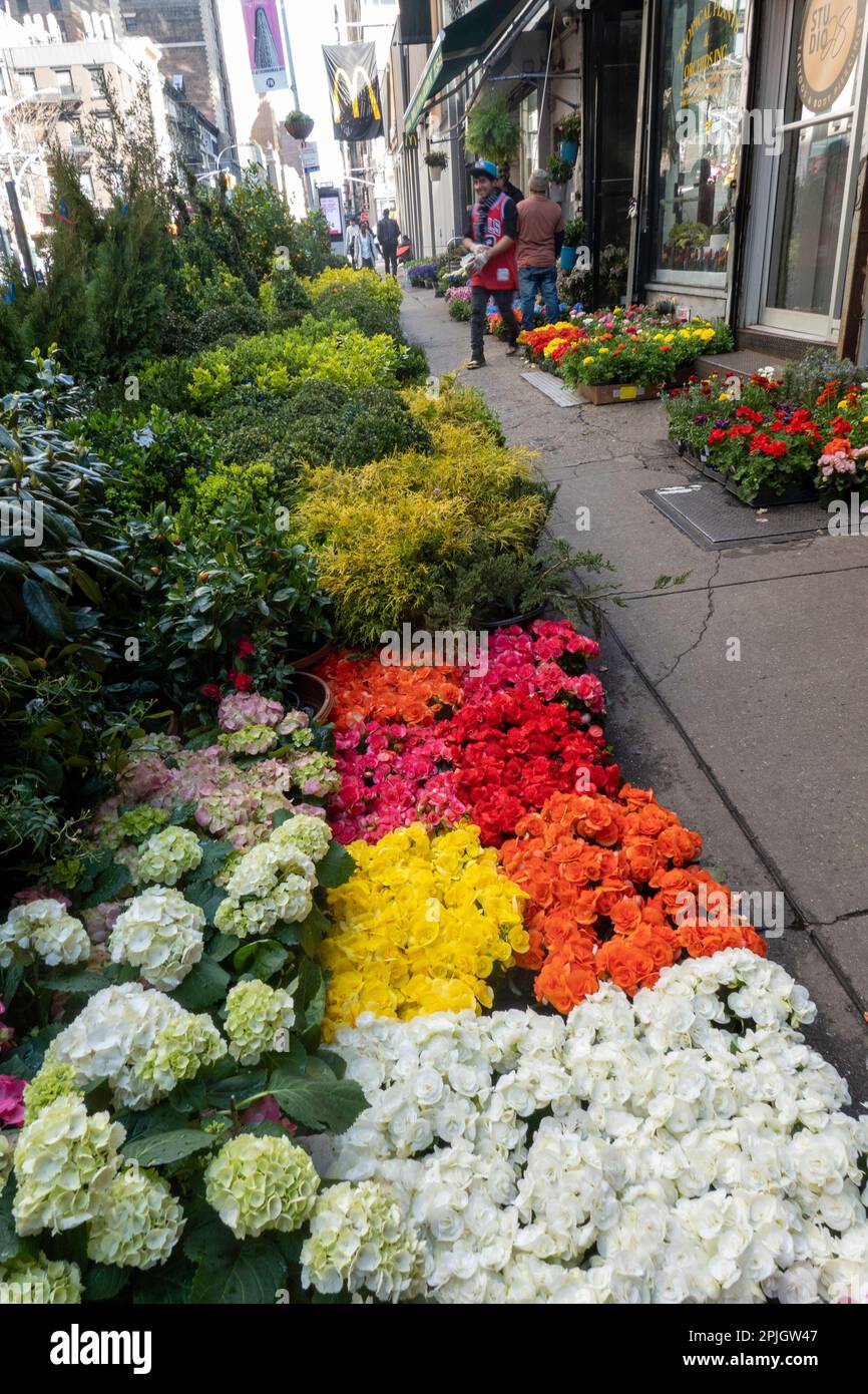 Blumen, Großhandel Blumengeschäft, Blume District NYC Stockfoto