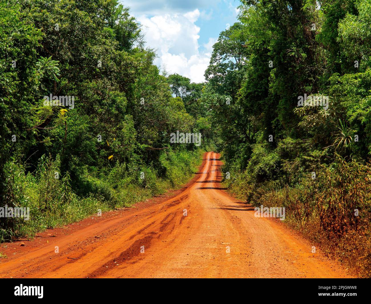 Schmutzige Strecke durch den dichten Wald im Iguazu-Nationalpark, Provinz Misiones, Argentinien Stockfoto