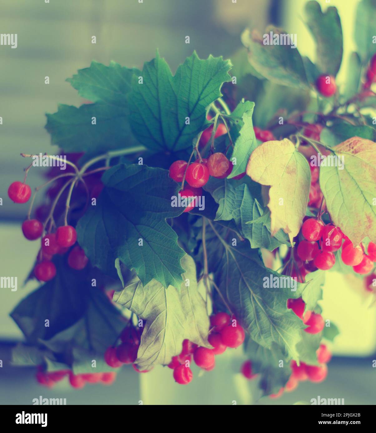 Pfauenrosenfrüchte mit Blättern auf Ästen im Herbst Stockfoto
