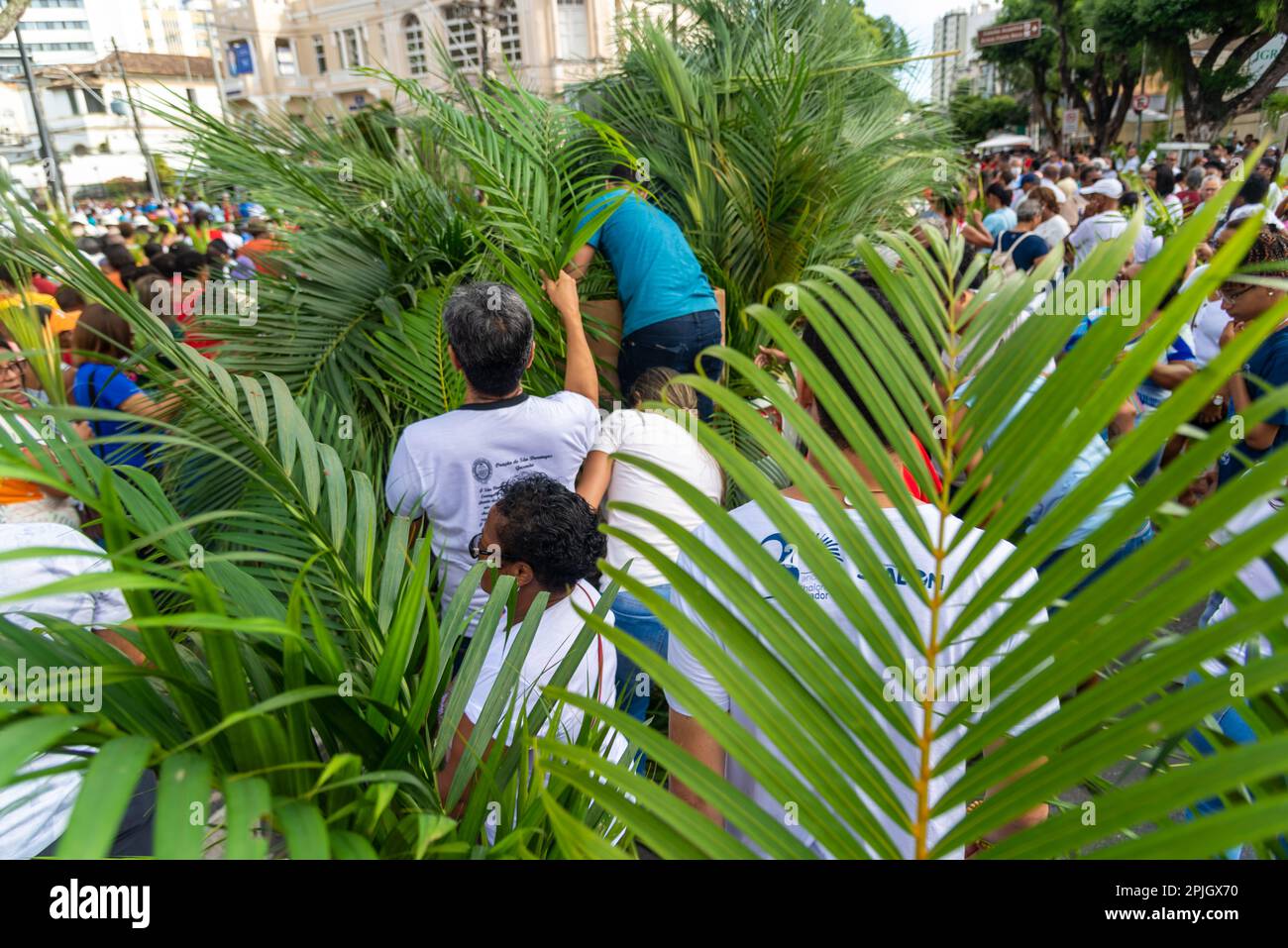 Salvador, Bahia, Brasilien - Abril 02, 2023: Katholiken holen Palmenzweige für die Palmensonntagsprozession in Salvador, Bahia. Stockfoto
